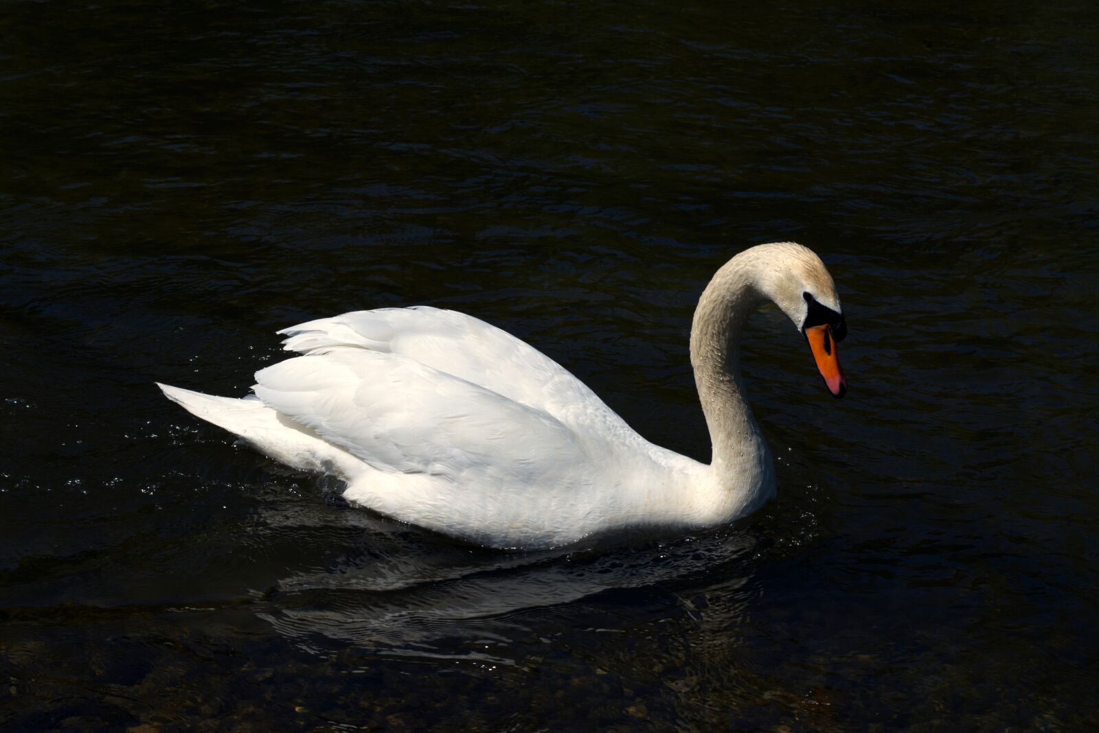 Nikon D5600 sample photo. Swan, water, lake photography