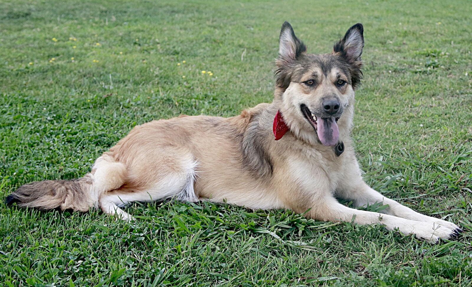 Canon EOS 5D Mark III sample photo. Dog, belgian shepherd, canine photography