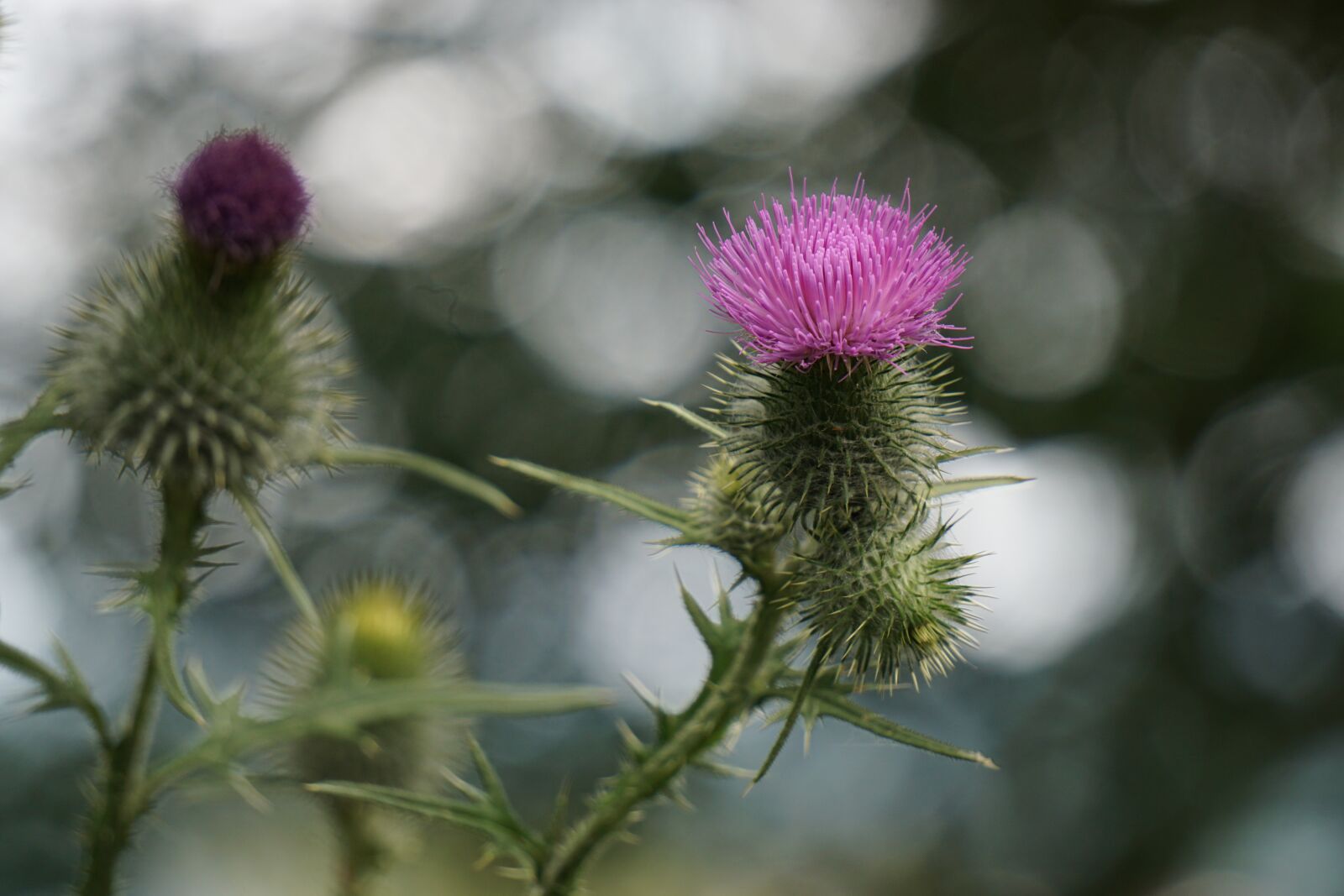 Sony E 55-210mm F4.5-6.3 OSS sample photo. Thistle flower, purple, thistle photography