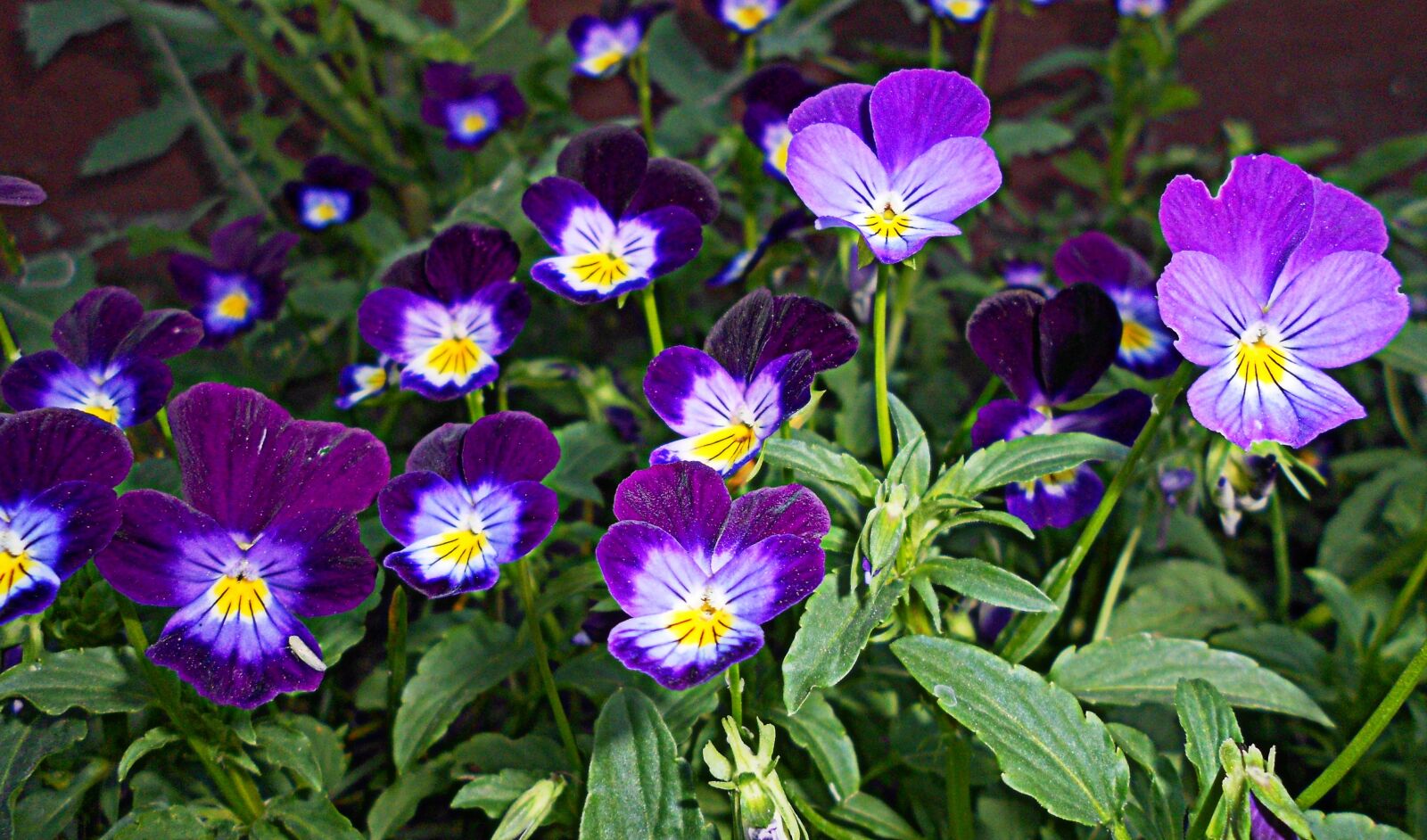 Nikon COOLPIX S2600 sample photo. Pansy, flower, flora photography