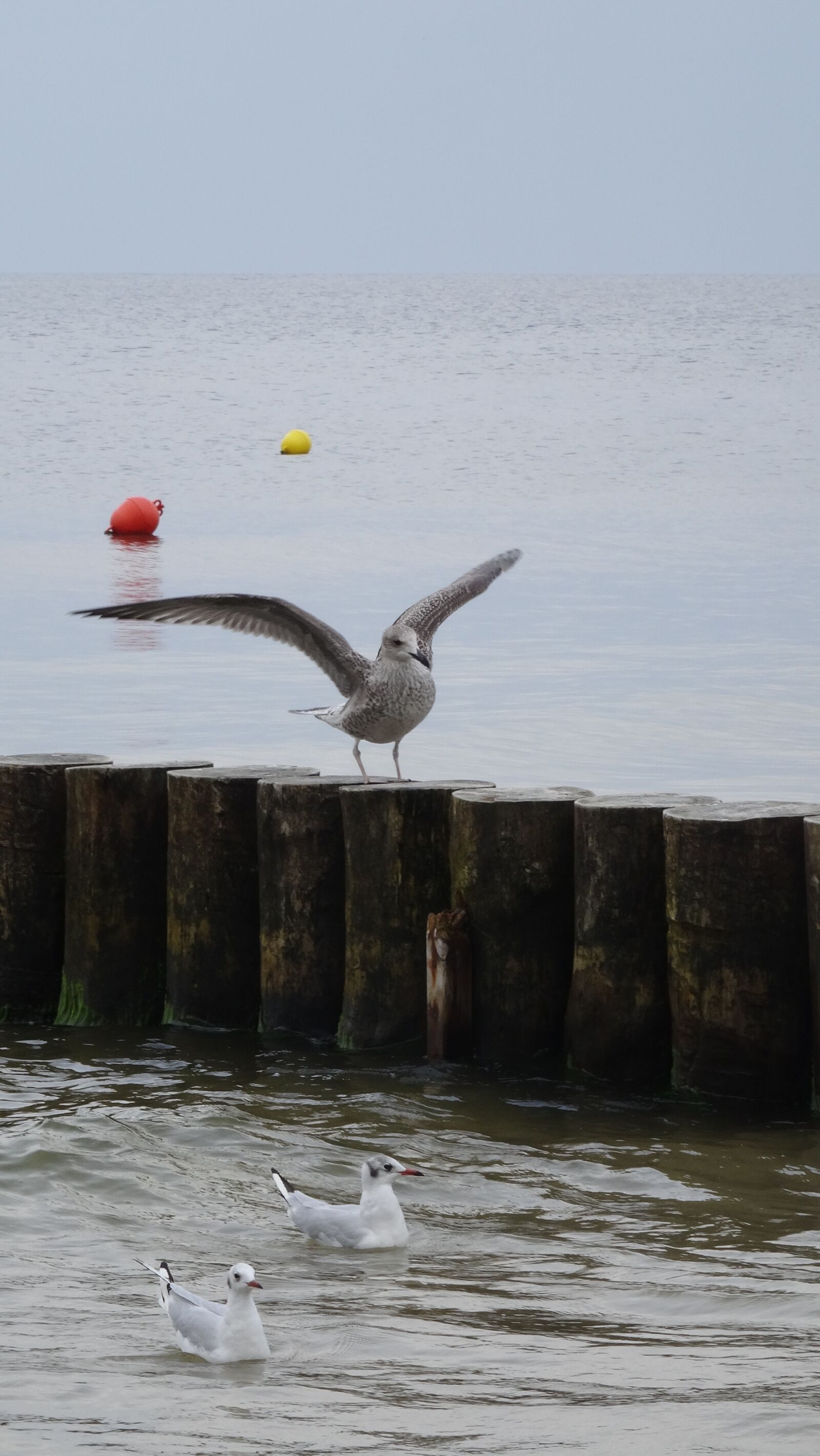 Sony DSC-HX50 sample photo. Sea, bird, animal photography