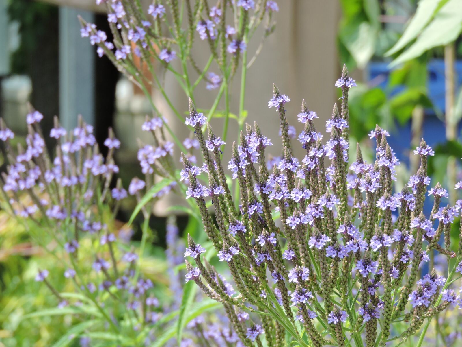 Nikon Coolpix P600 sample photo. Hastee vervain, plant native photography