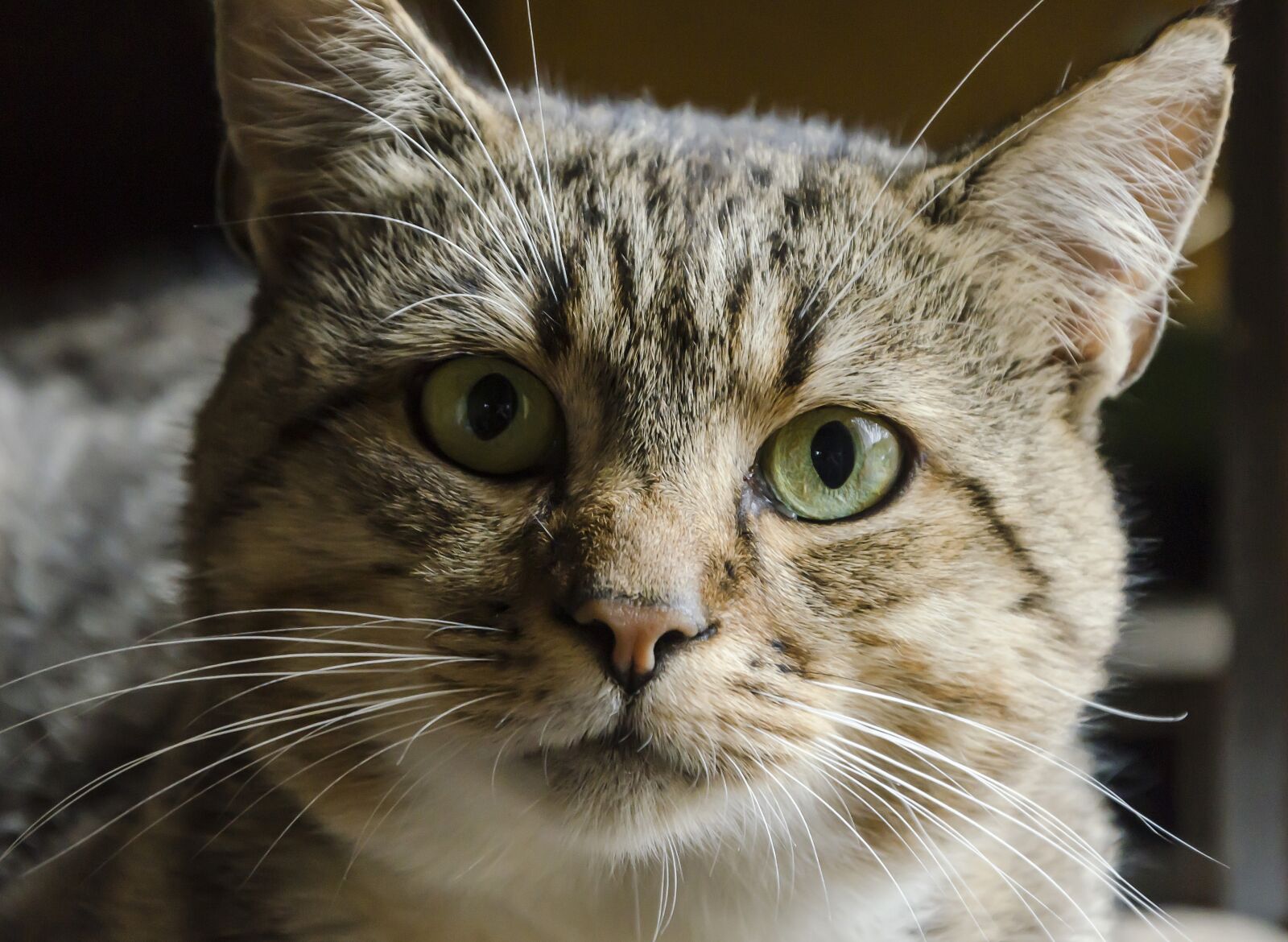Nikon D5100 sample photo. Animal, cat, domestic cat photography