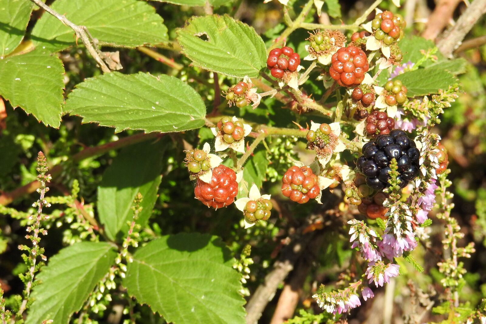 Nikon Coolpix P900 sample photo. Blackberries, heide, heather photography