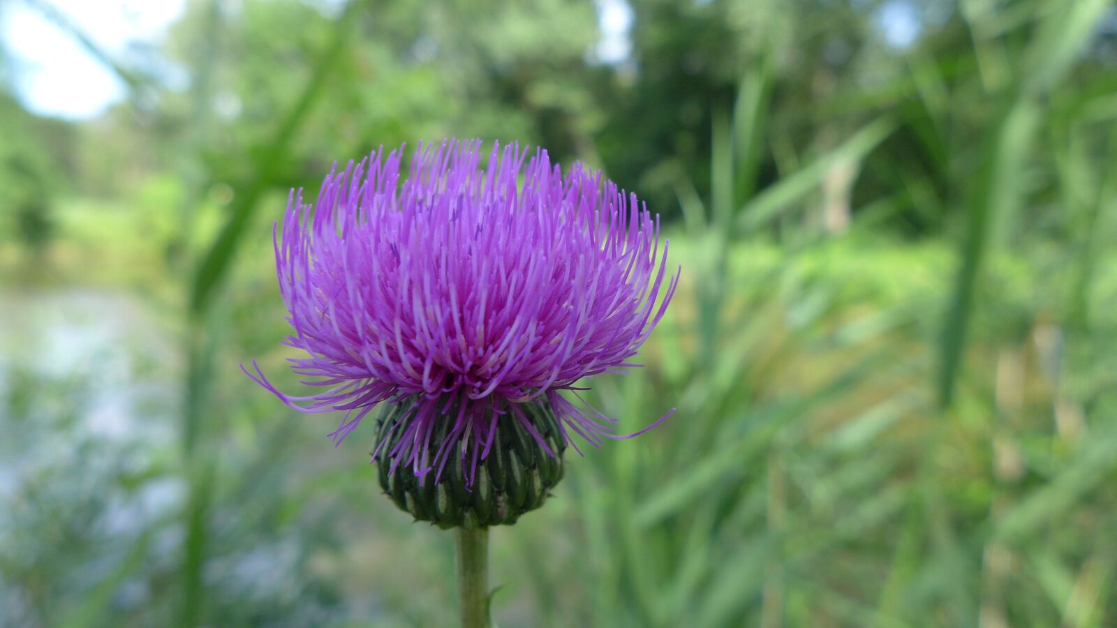 Panasonic Lumix DMC-LX7 sample photo