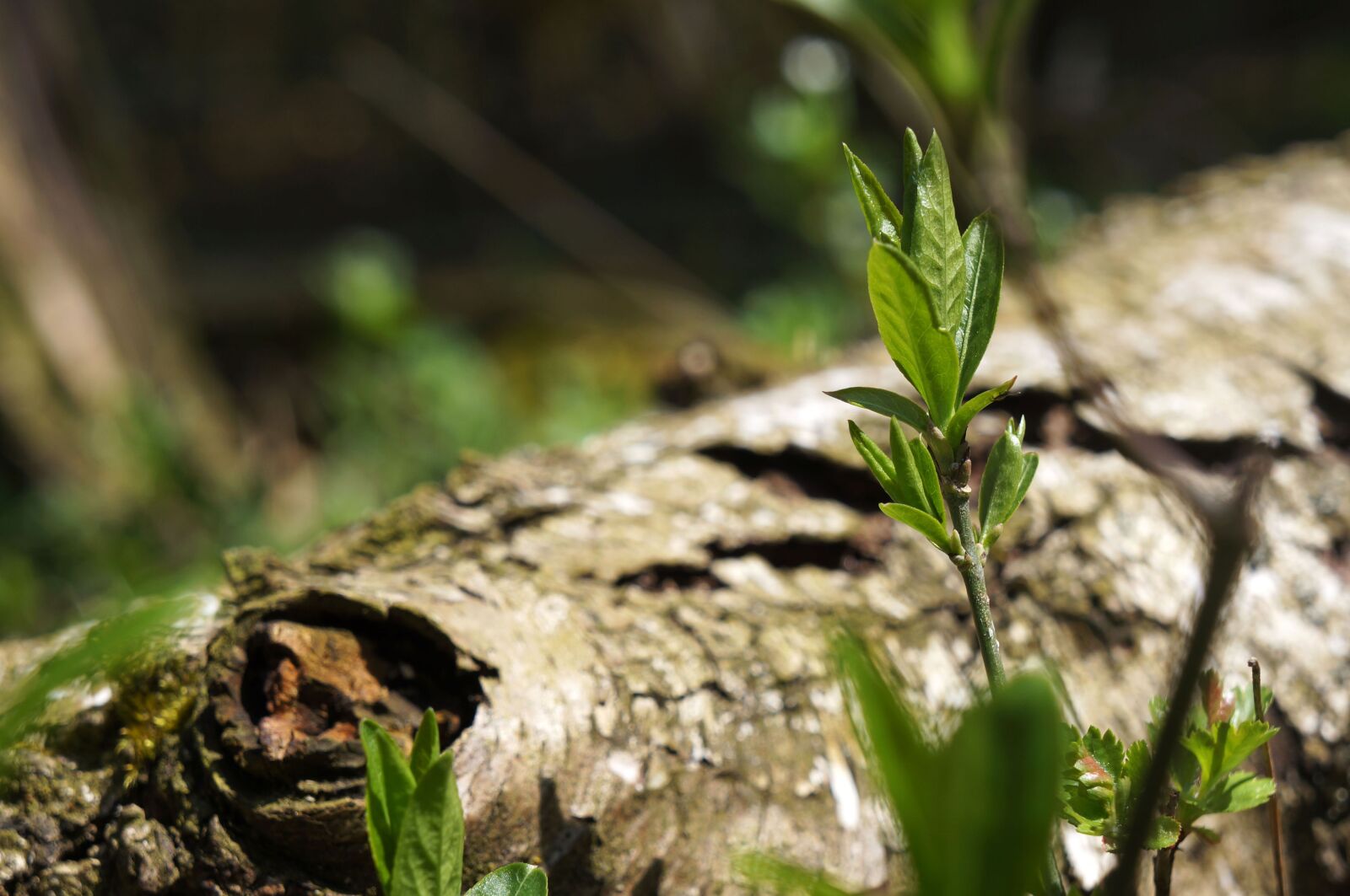 Sony Alpha NEX-5N sample photo. Tree, nature, plant photography