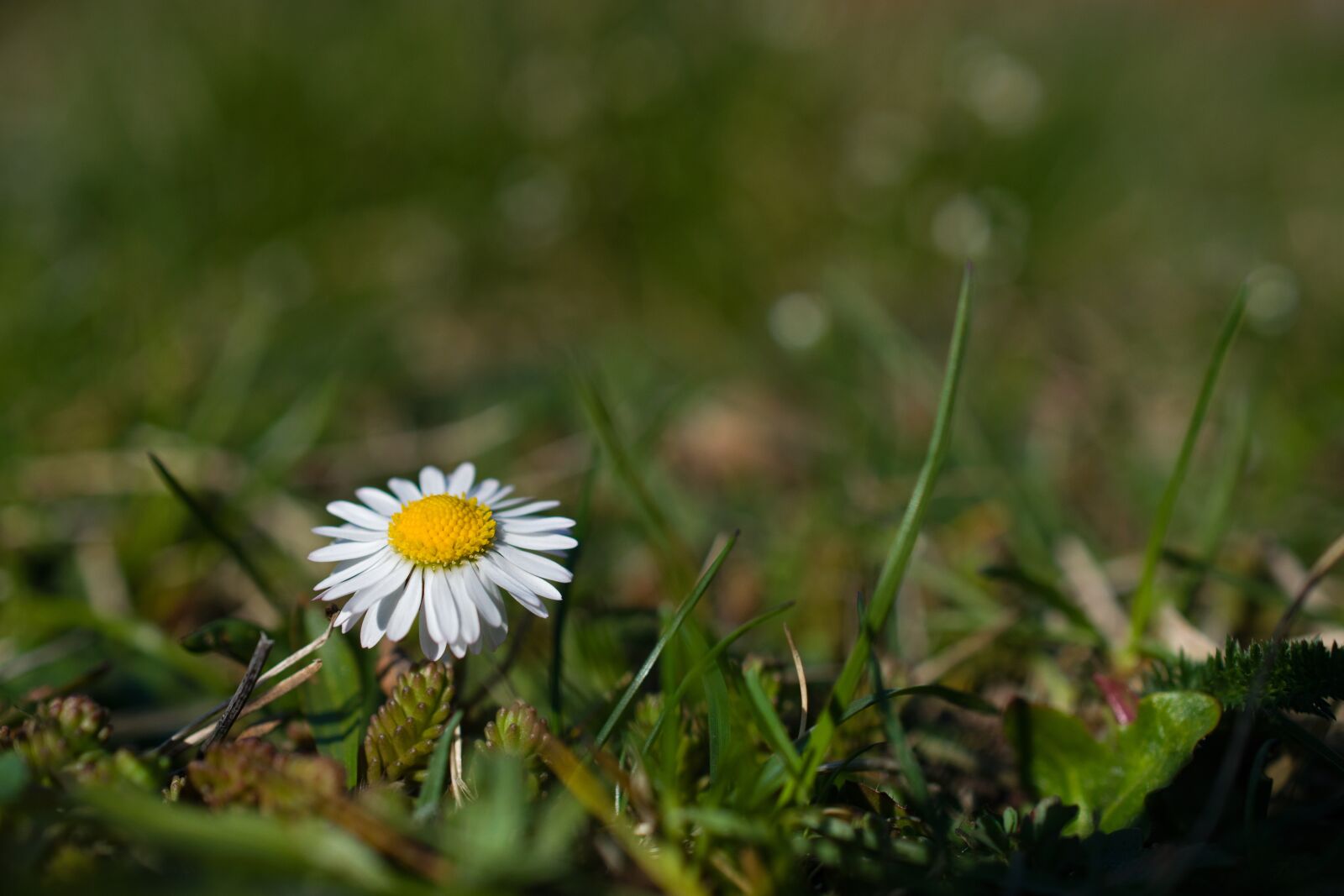 Nikon D5300 sample photo. Daisy, flower, kvítek photography