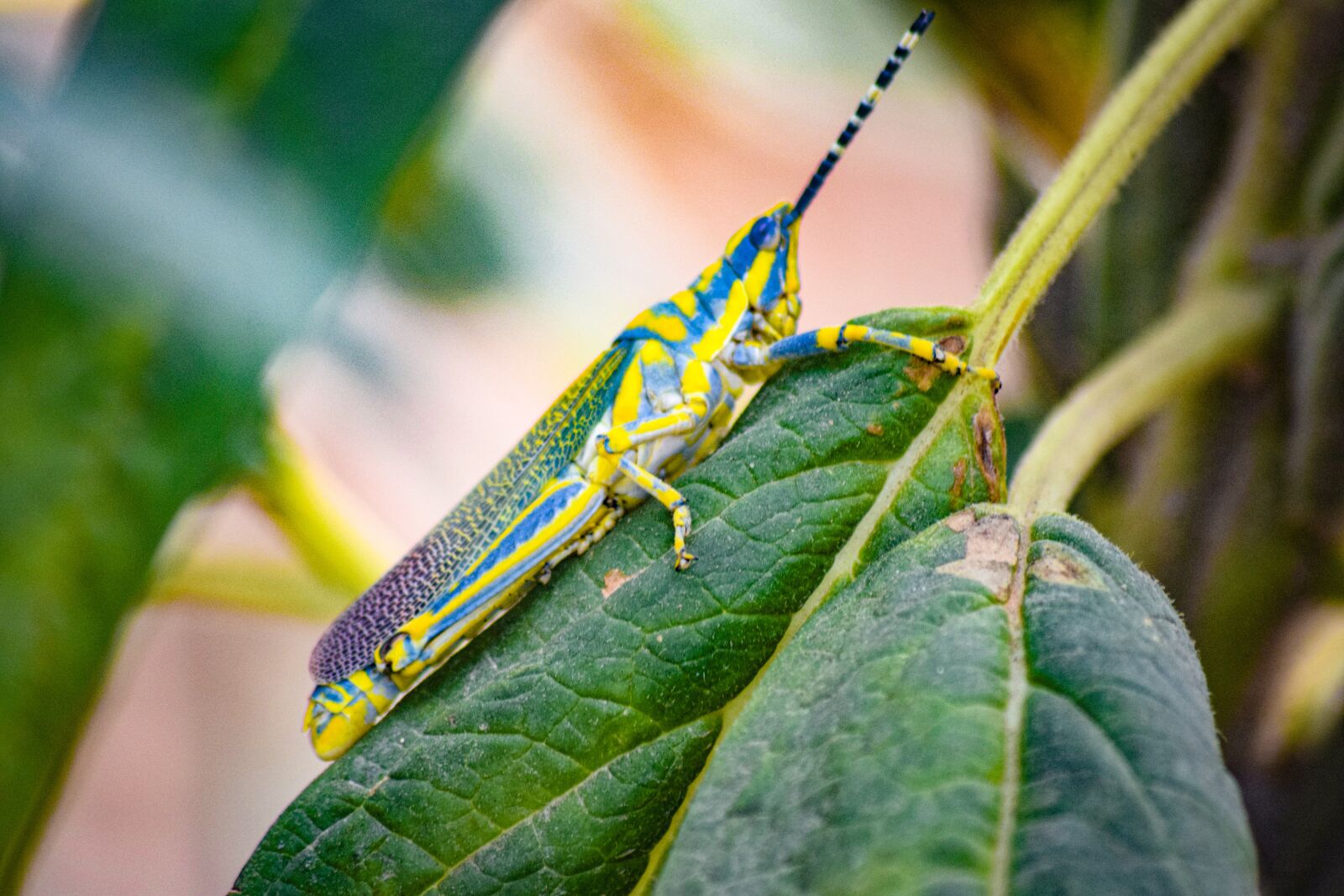 Nikon D3300 sample photo. Grasshopper, green, grass photography