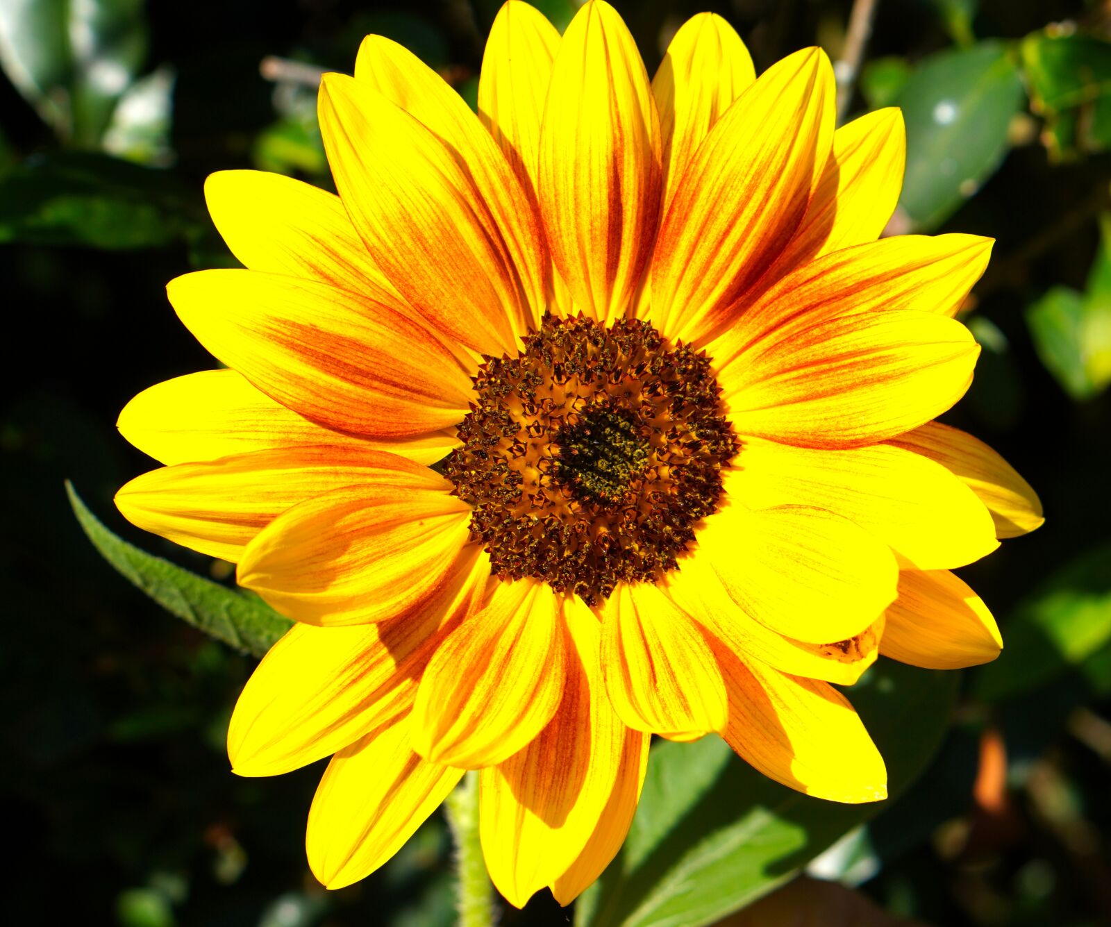 E 50mm F1.8 OSS sample photo. Flower, sunflower, blossom photography