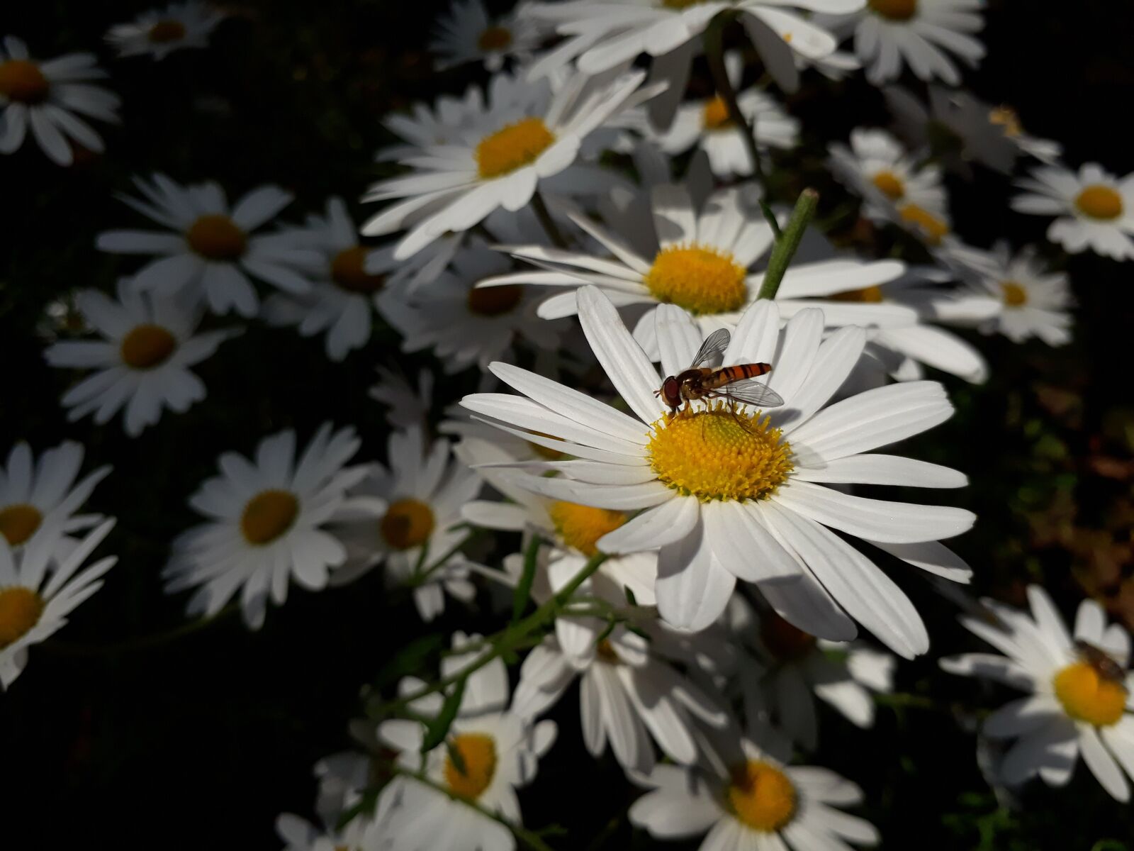 Samsung Galaxy On7(2016) sample photo. Gujeolcho, chrysanthemum, flowers photography