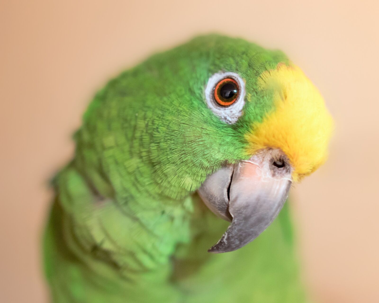 Nikon D750 sample photo. Yellow crown amazon, parrot photography