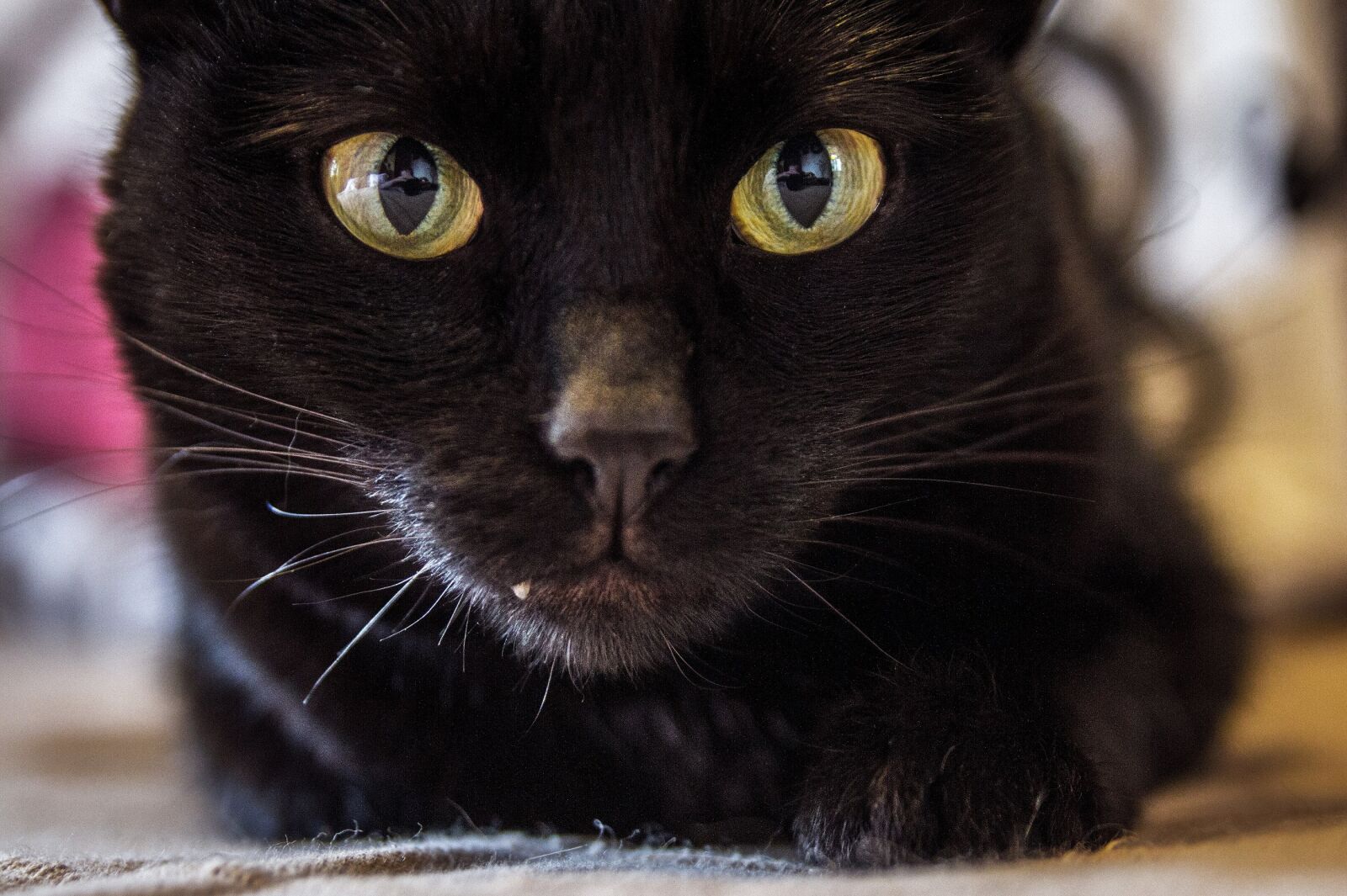 Canon EOS 7D sample photo. Black cat, close up photography