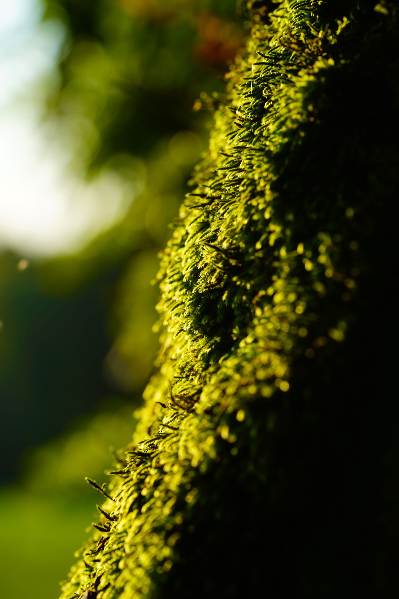 Sony a7R II + Sony FE 90mm F2.8 Macro G OSS sample photo. Moss, growth, nature photography