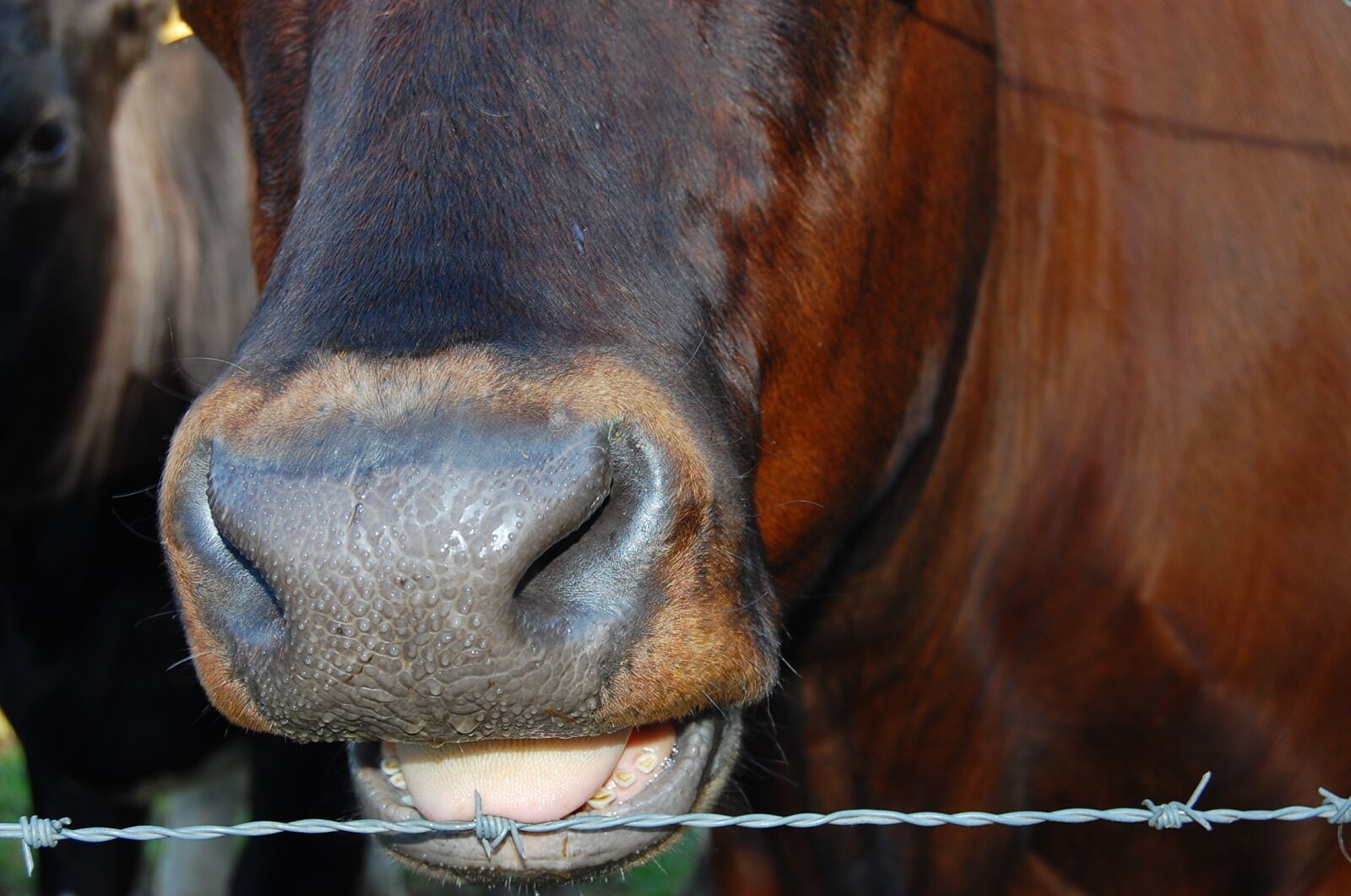 Nikon D40 sample photo. Cow, barbed wire, fence photography