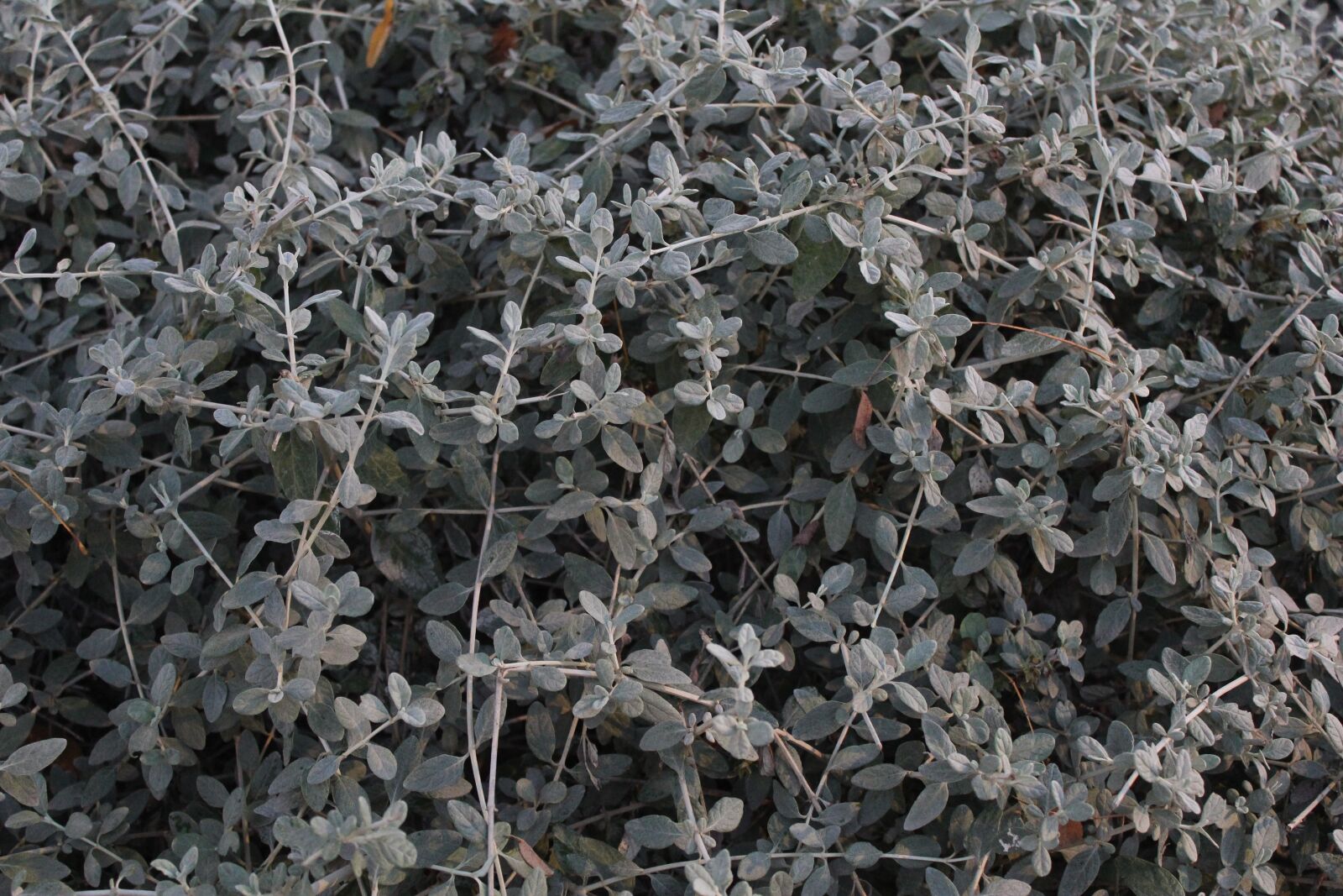 Canon EOS 550D (EOS Rebel T2i / EOS Kiss X4) sample photo. Shrub, plant, nature photography