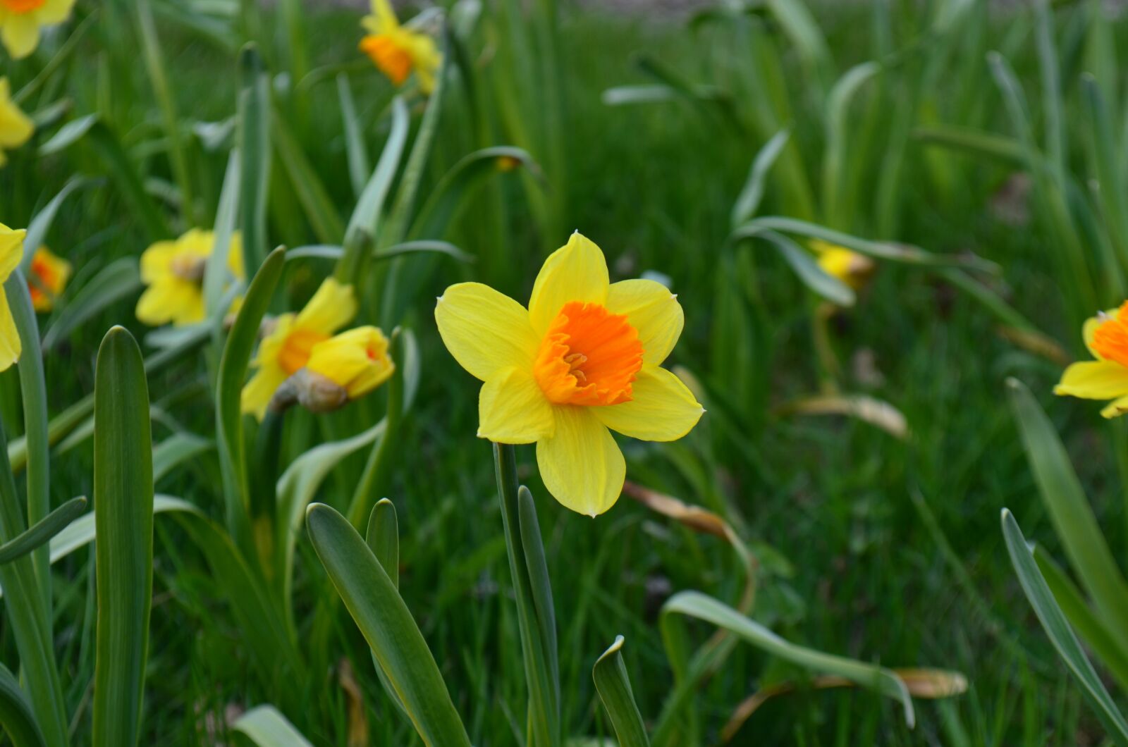 Nikon D5100 sample photo. Flower, nature, plant photography