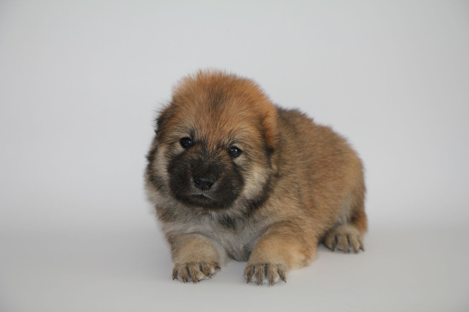 Canon EOS 550D (EOS Rebel T2i / EOS Kiss X4) sample photo. Eurasier puppy, dog, animal photography