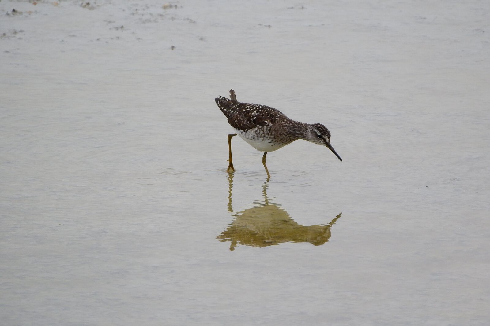 Nikon Coolpix P610 sample photo. Wood sandpiper, tringa a photography