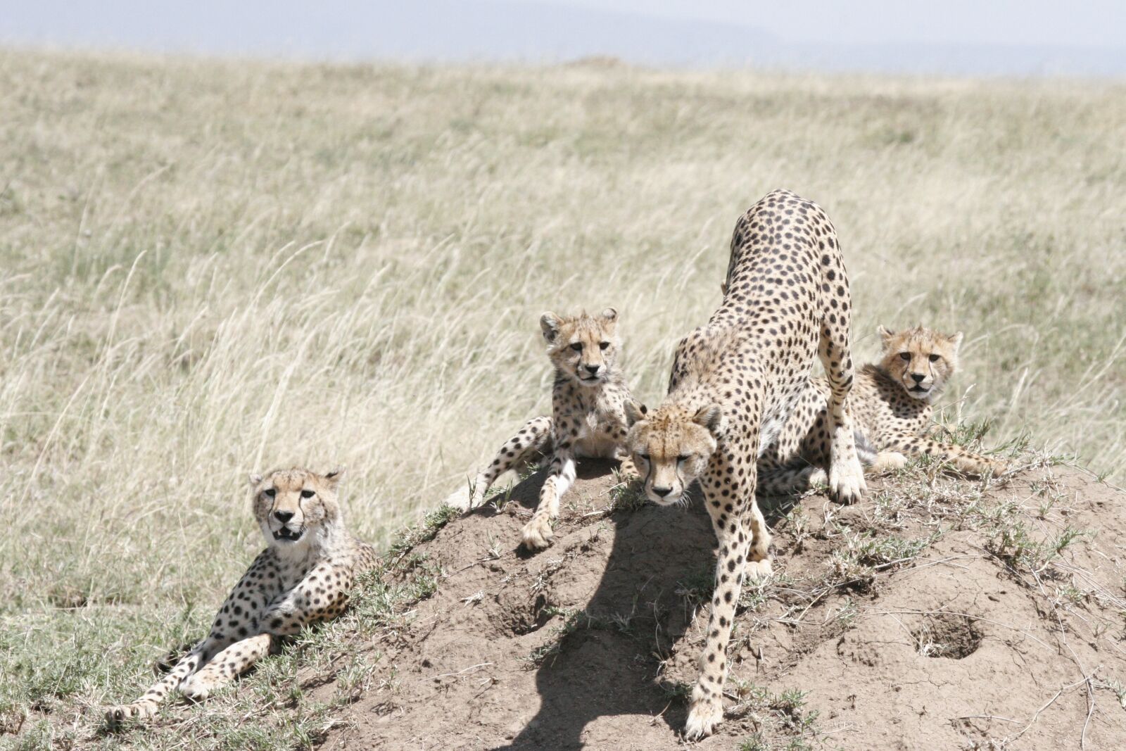 Canon EOS 20D sample photo. Cheetah, mother, cubs photography