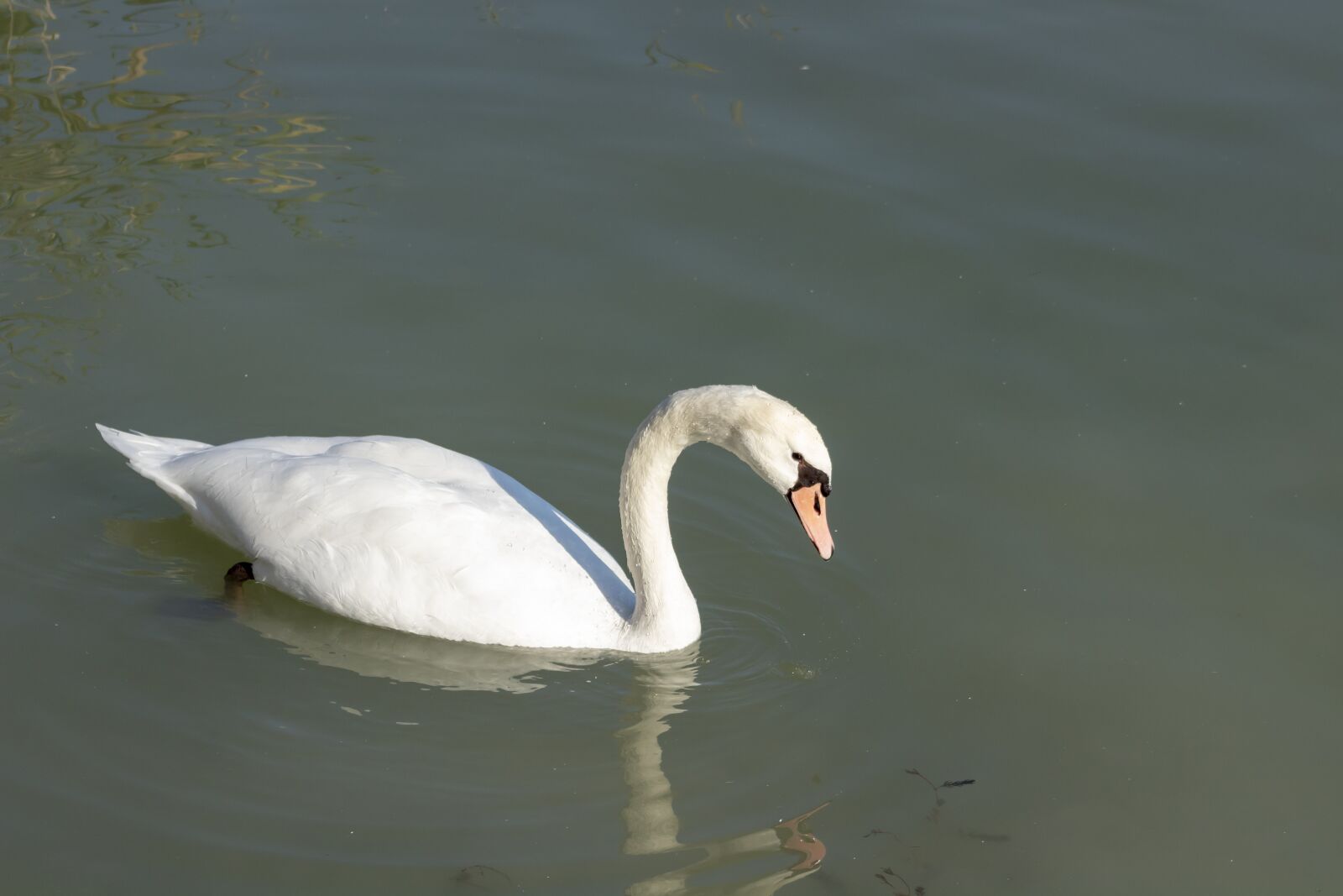Canon EF75-300mm f/4-5.6 sample photo. Mute swan, bird, swim photography