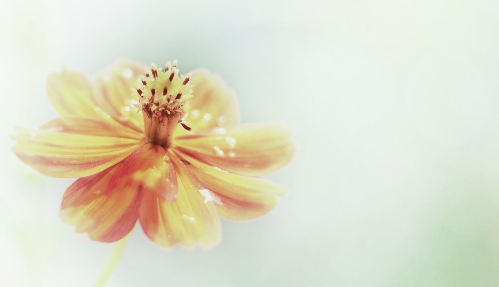 Canon EF 50mm F1.8 STM sample photo. Pointed flower, orange, yellow photography