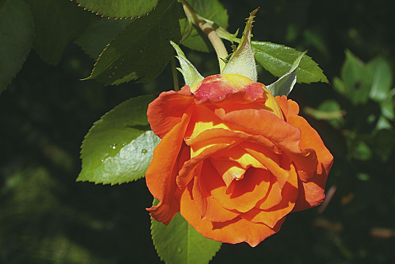 Samsung WB750 sample photo. Rose, flower, orange photography