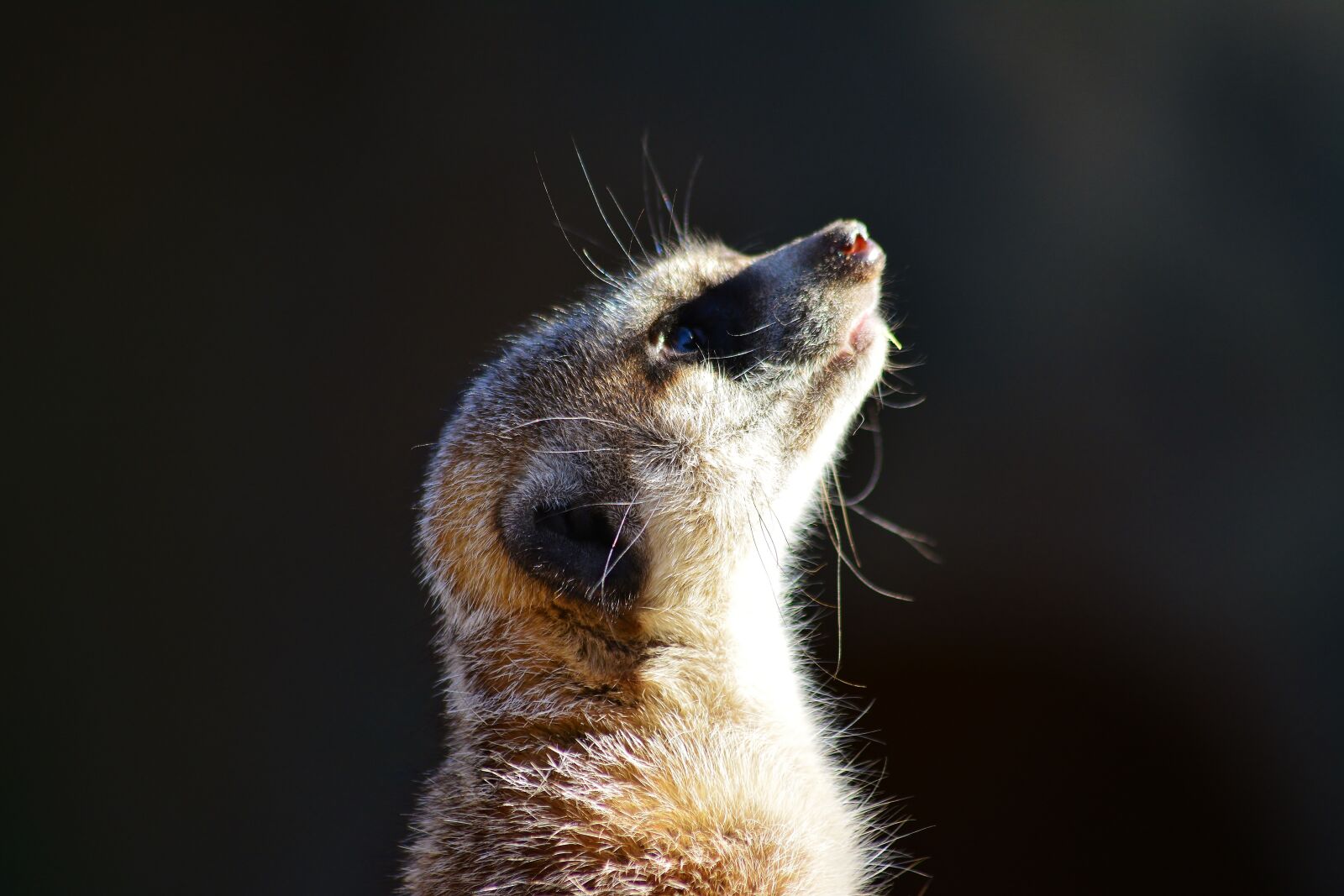 Nikon D5200 sample photo. Meerkat, cute, attention photography