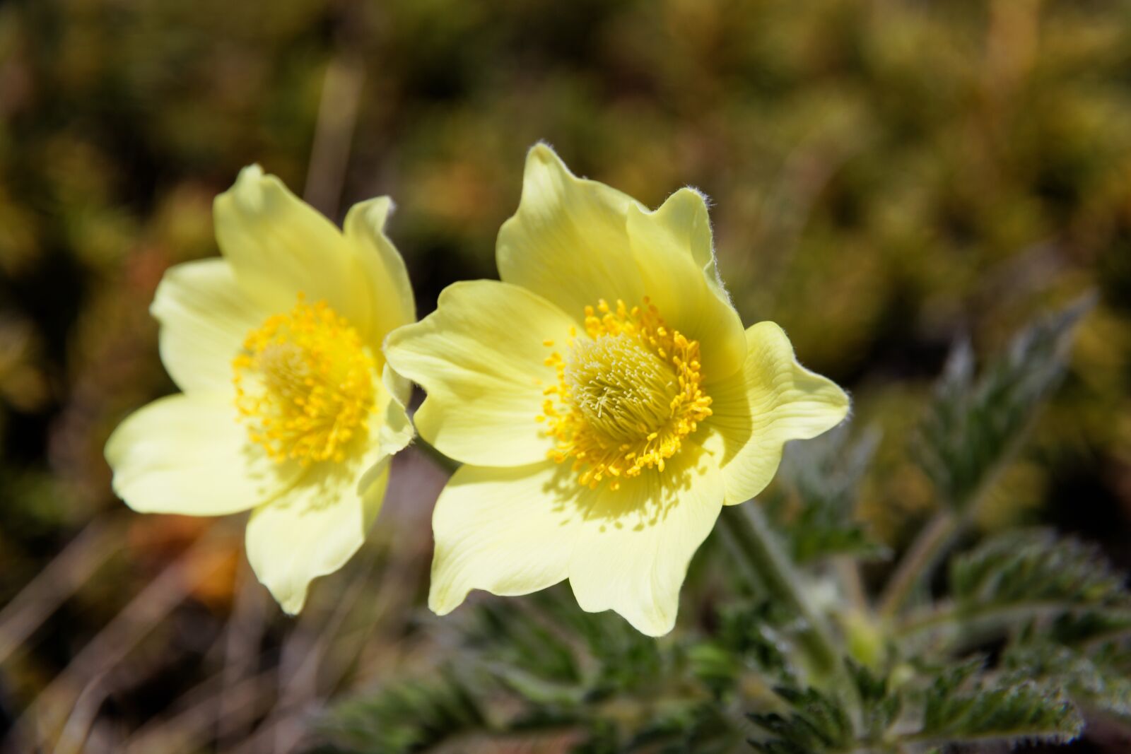 Canon EOS 80D sample photo. Sulfur-anemone, yellow pulsatilla alpina photography