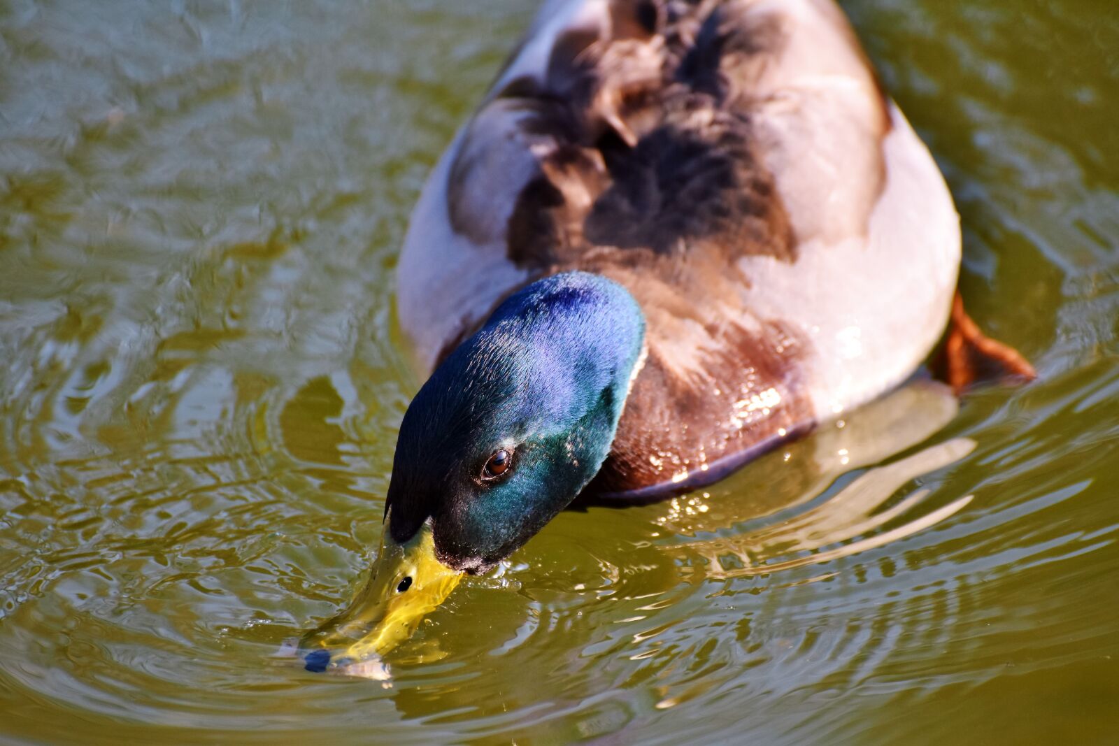 Nikon D7200 sample photo. Duck, drake, mallard photography