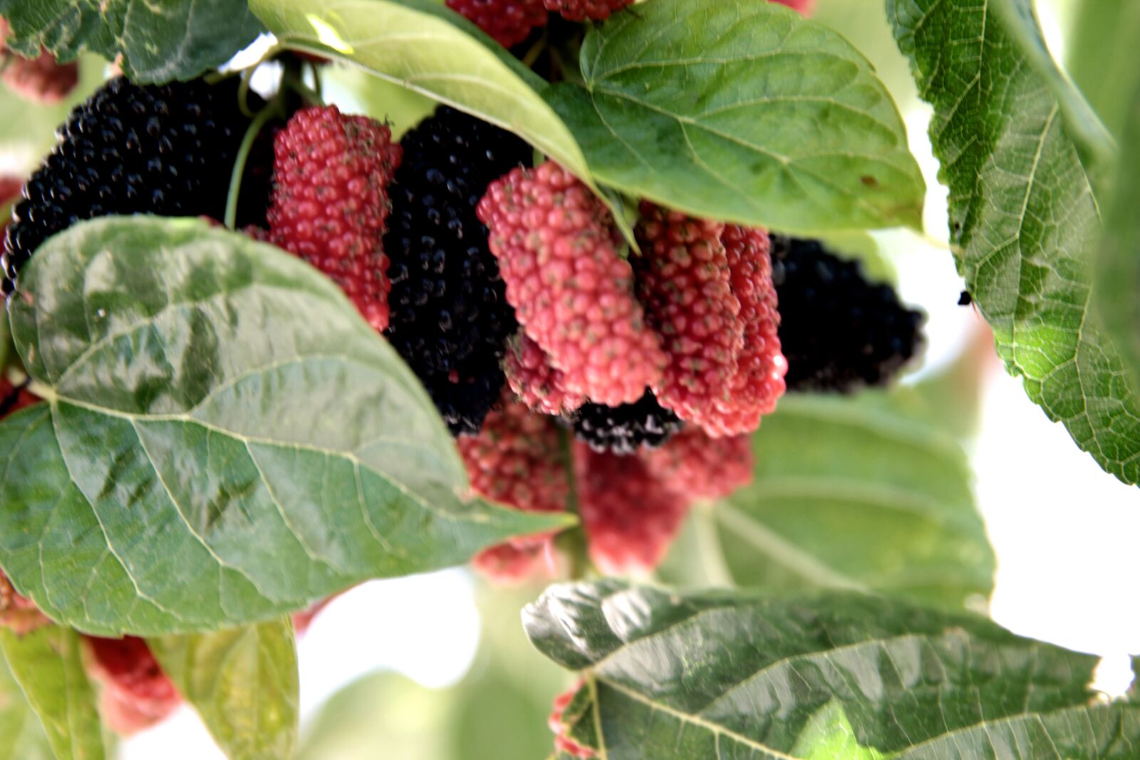 Canon EOS 550D (EOS Rebel T2i / EOS Kiss X4) sample photo. Mulberry, fruit, food photography