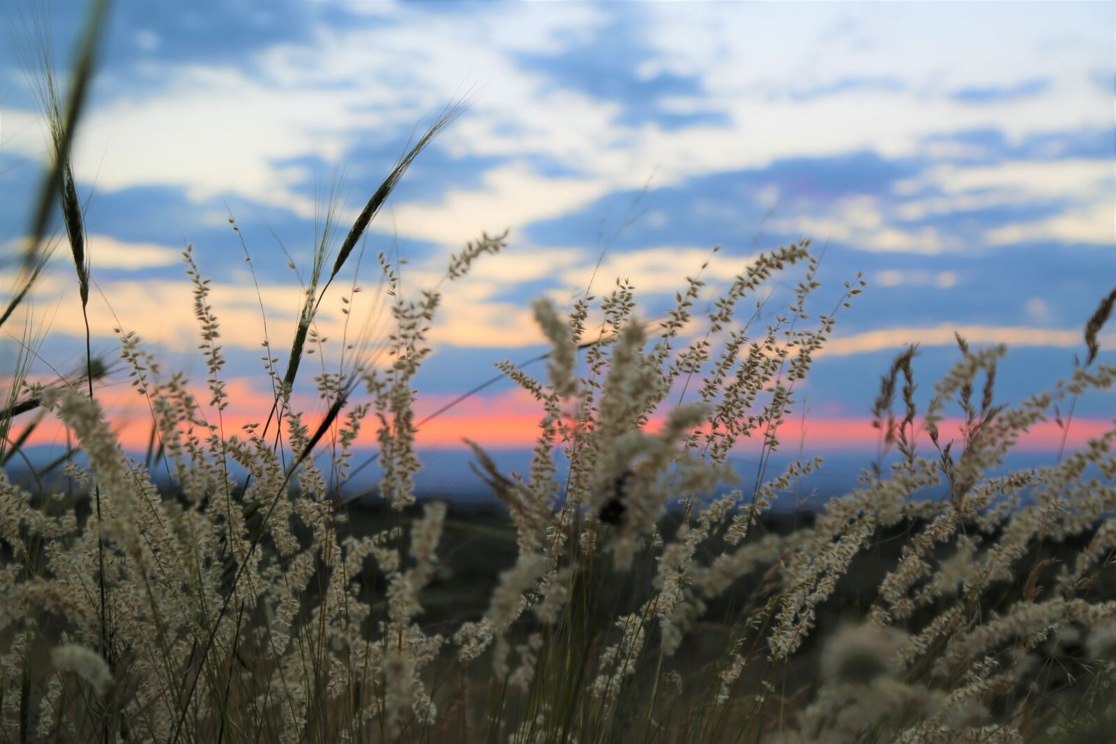 Canon EF 24-105mm F4L IS USM sample photo. Herbs, horizon, ot photography