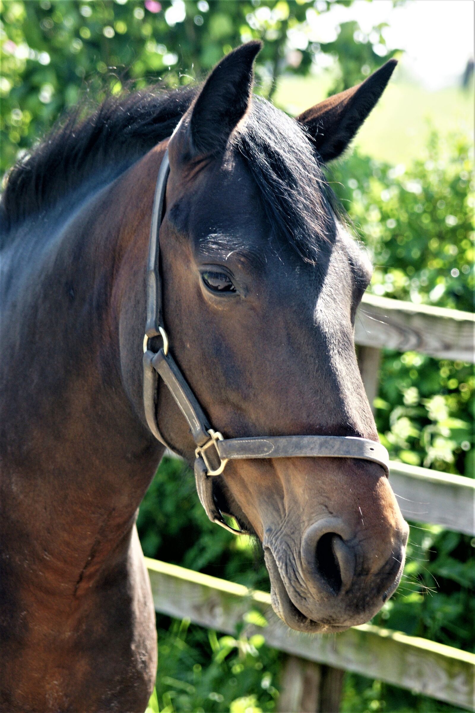 Sony Alpha DSLR-A700 sample photo. Horse, horse head, pferdeportrait photography