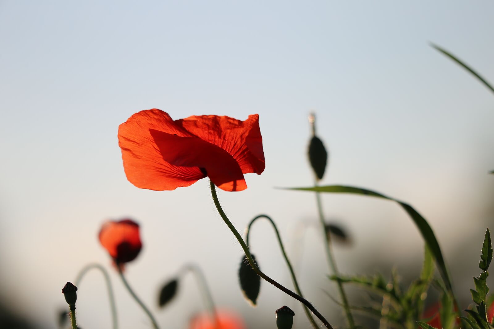 Canon EF 70-300 F4-5.6 IS II USM sample photo. Red poppy, evening, bloom photography
