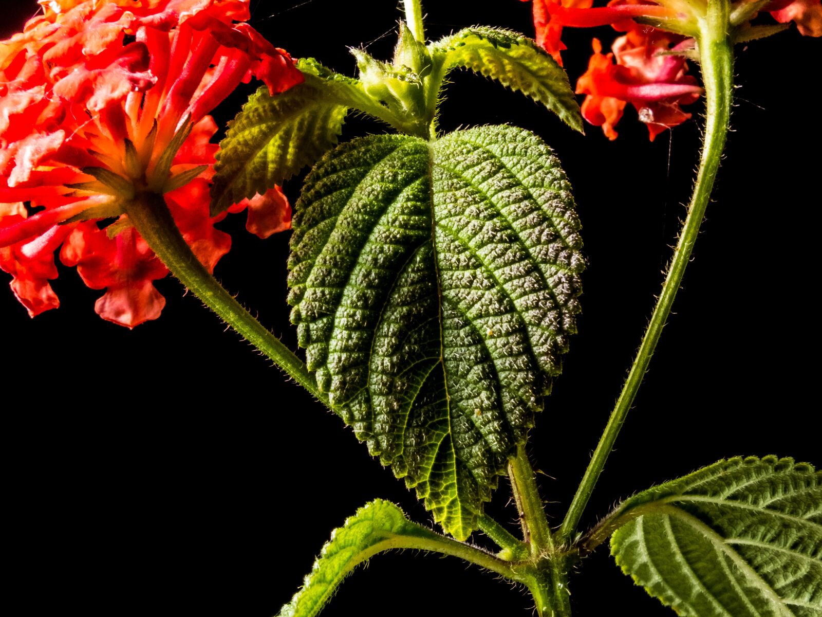 Fujifilm X-S1 sample photo. Small wiildblume, wild plant photography