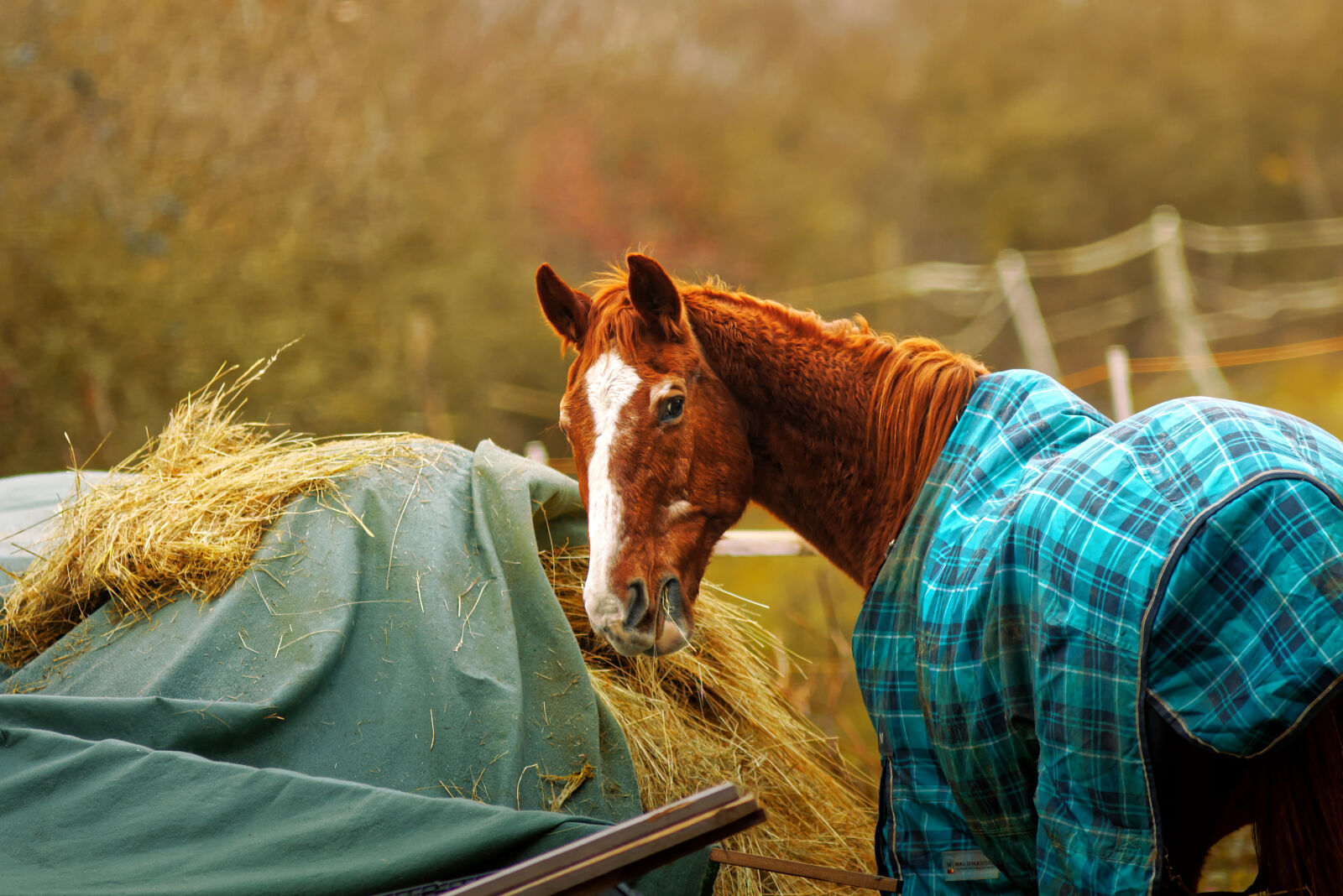 Canon EOS M50 Mark II (EOS Kiss M2) sample photo. Horse photography