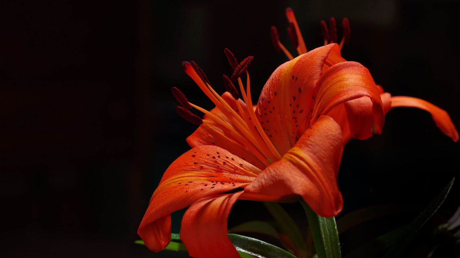 Pentax K-5 sample photo