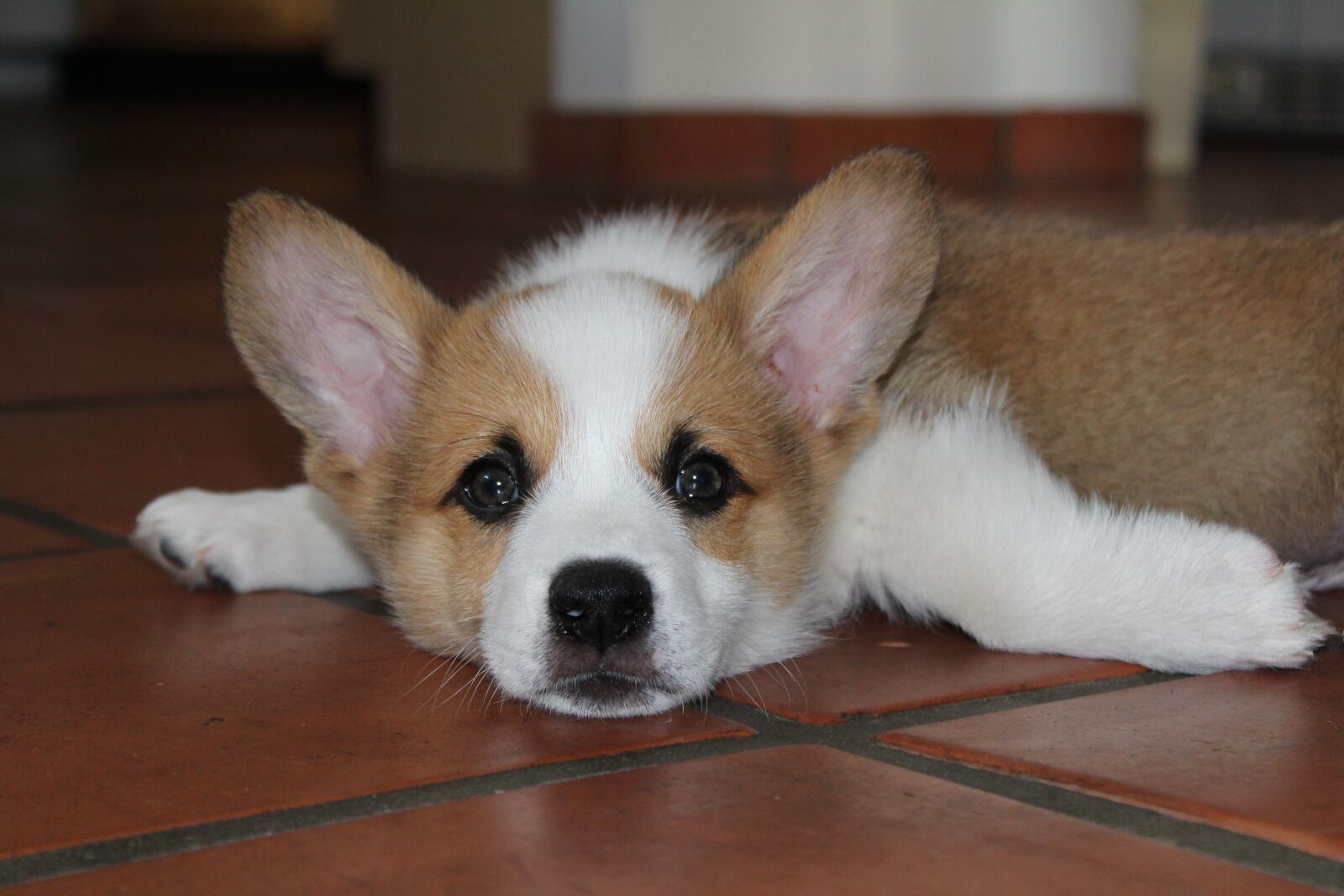 Canon EOS 1300D (EOS Rebel T6 / EOS Kiss X80) sample photo. Corgi, puppy, cute photography