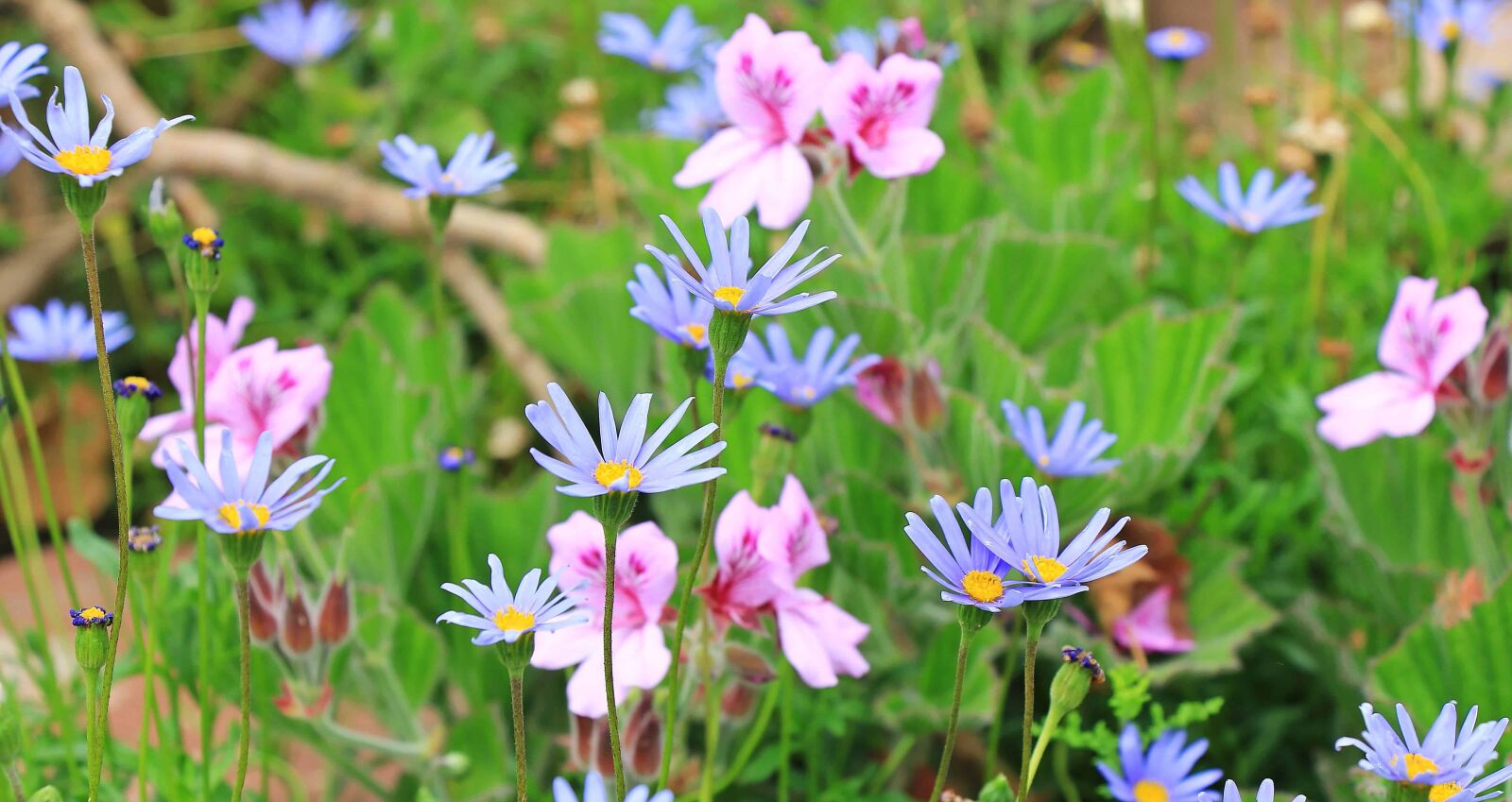 Canon EOS 550D (EOS Rebel T2i / EOS Kiss X4) sample photo. Summer, flora, wild flower photography
