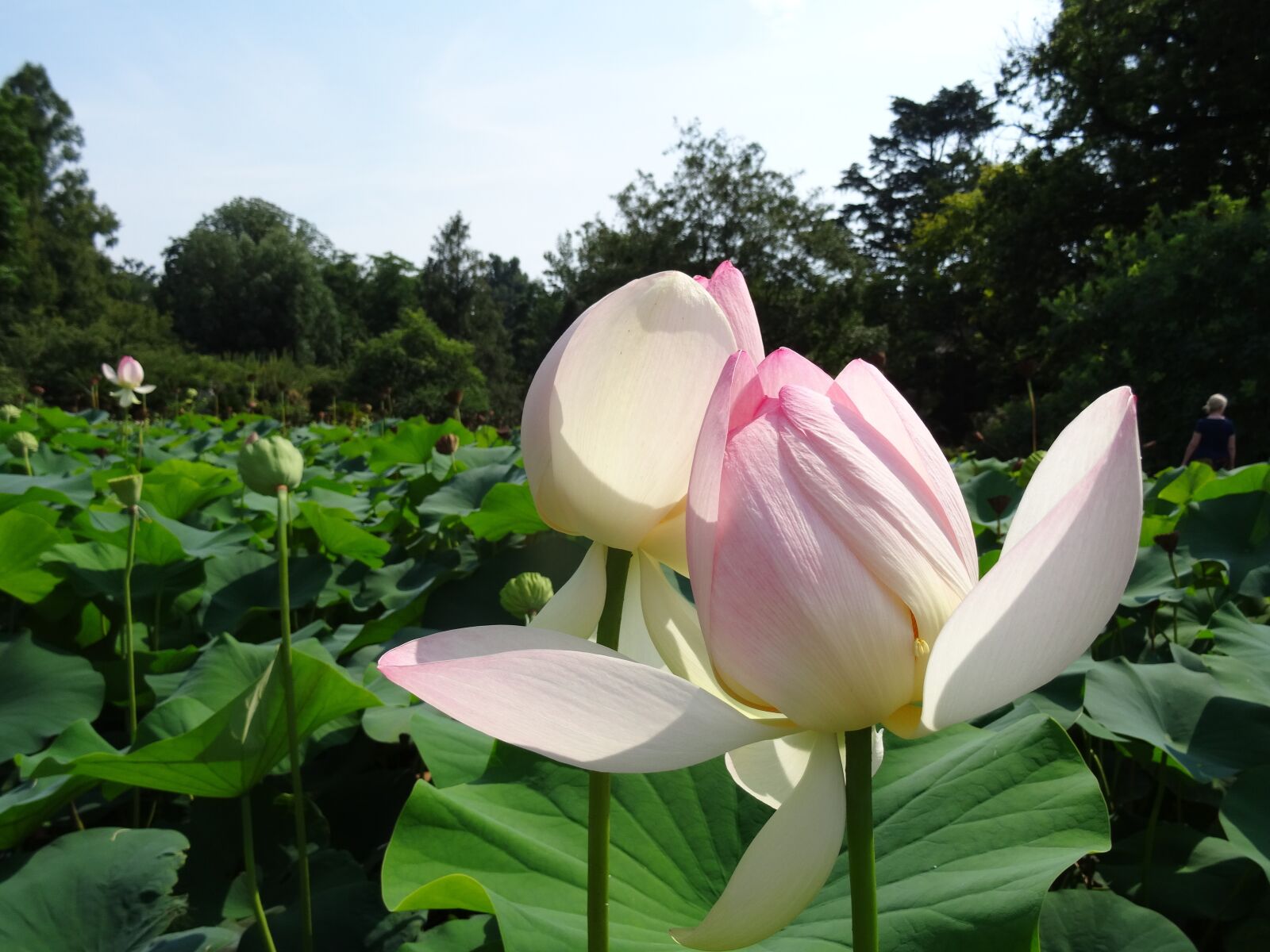 Sony DSC-HX50 sample photo. Lotus, water lily giant photography
