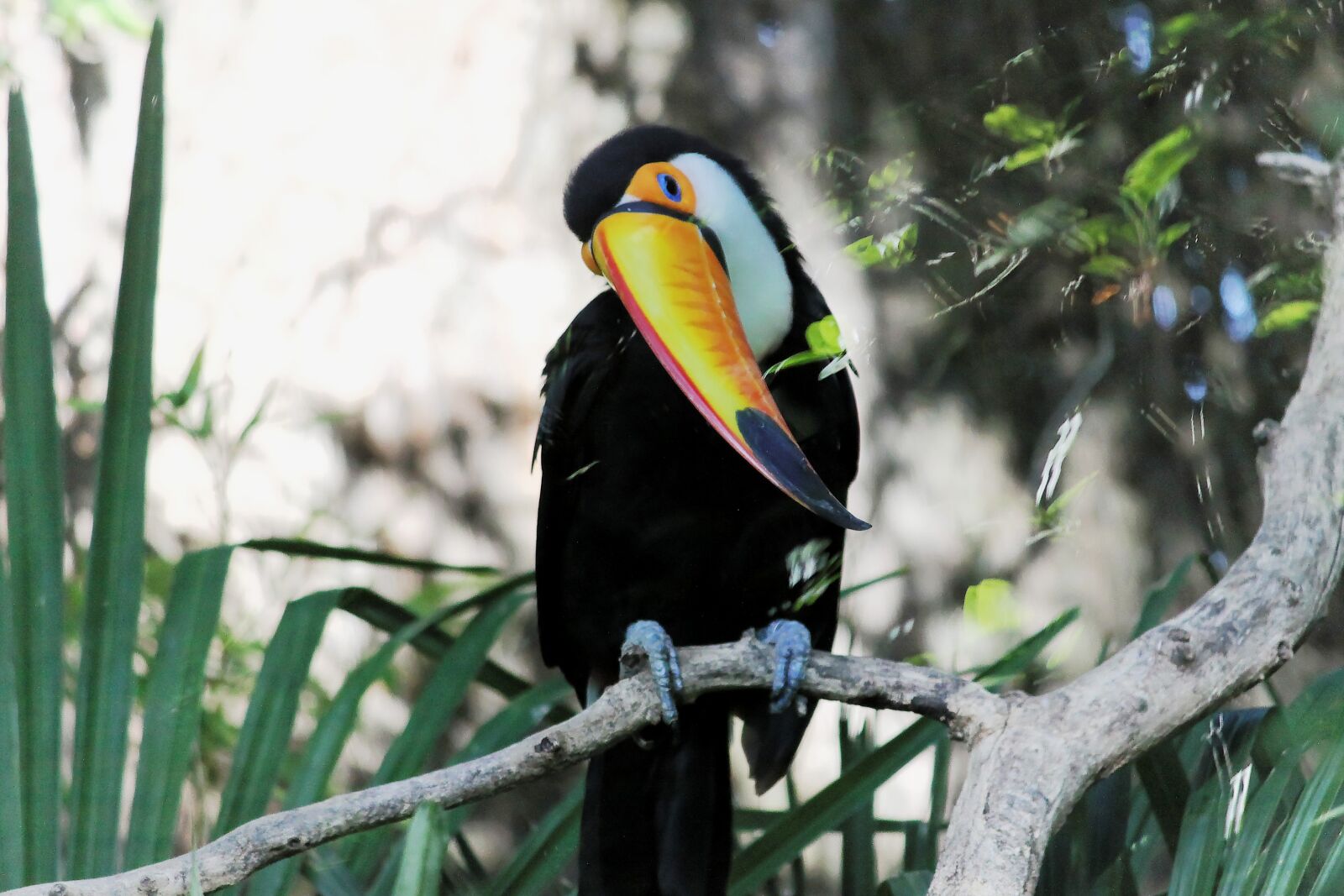 Canon EOS 50D sample photo. Toucan, bird, fauna photography