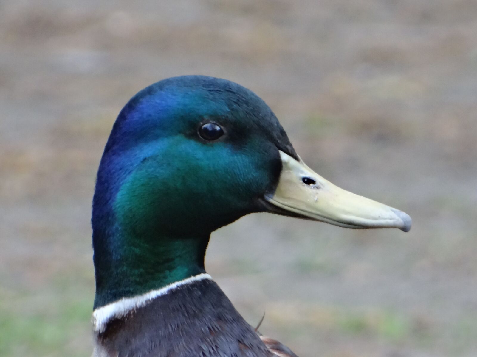 Sony DSC-HX200V sample photo. Mallard duck, tom, bird photography