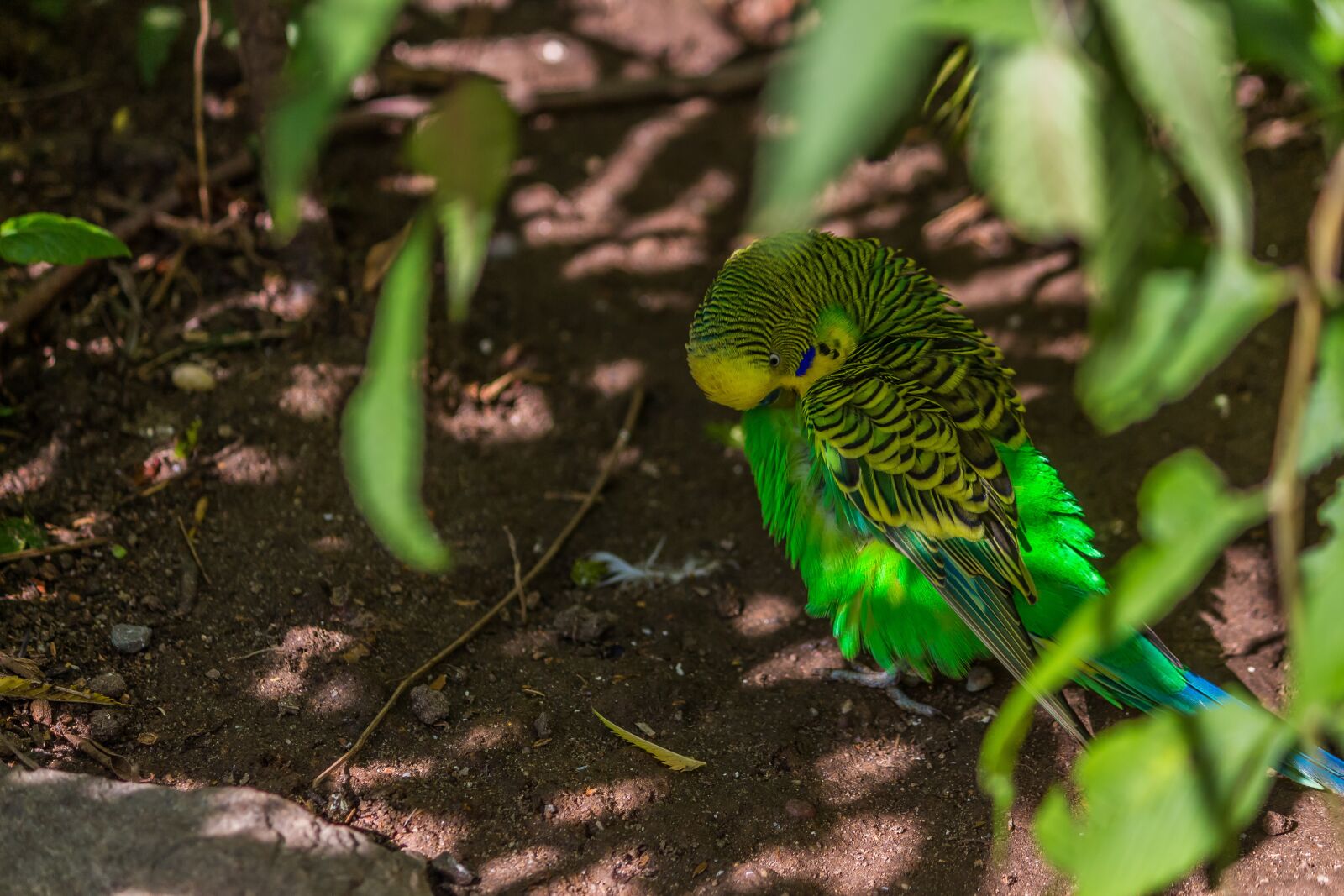 Canon EOS 700D (EOS Rebel T5i / EOS Kiss X7i) sample photo. Nature, animal world, bird photography
