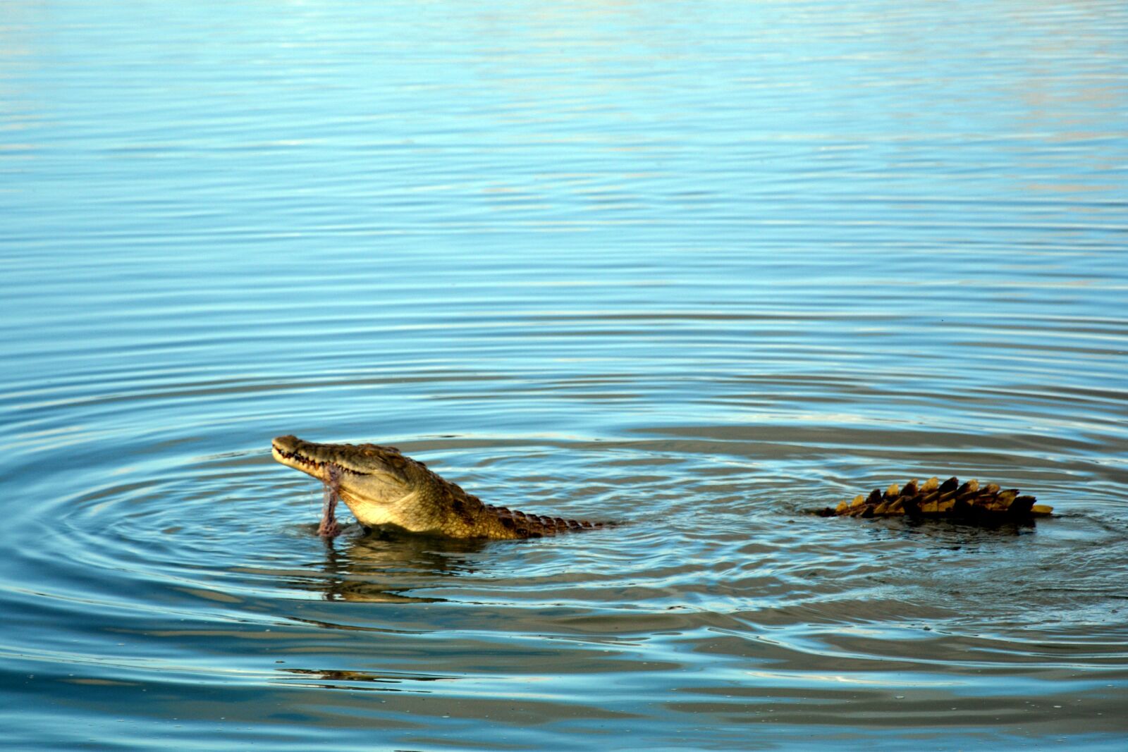 Nikon D5200 sample photo. Crocodile, tanzania, savannah photography