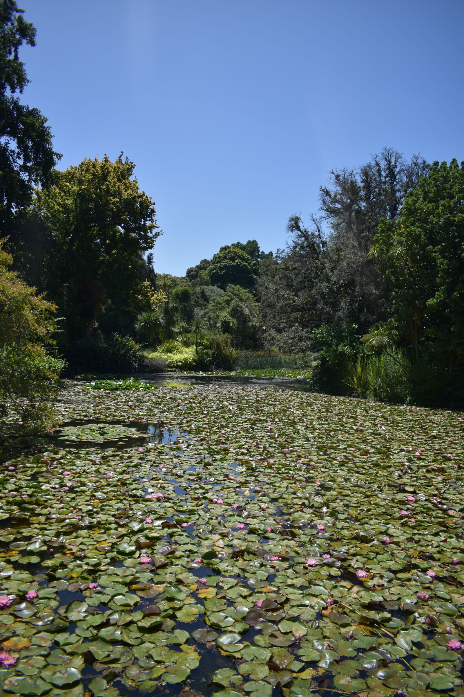 Nikon D3400 sample photo. Lotus bed, flower, pond photography