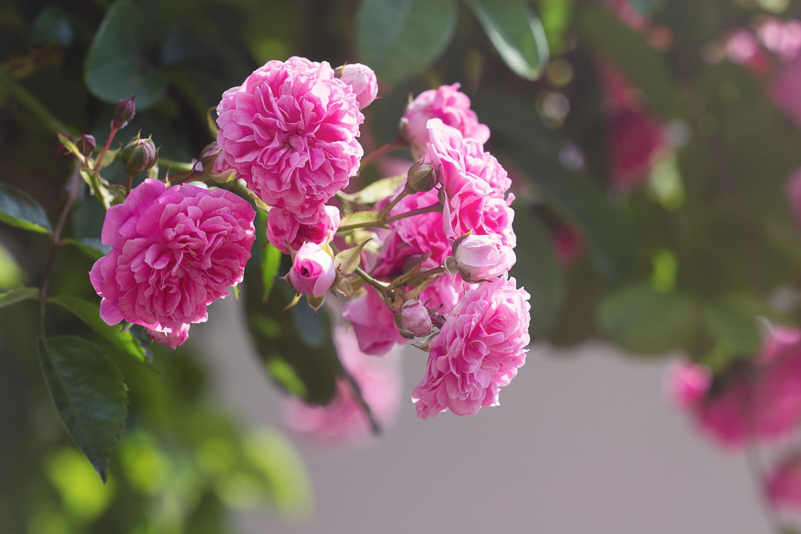 Nikon D7100 sample photo. Roses, pink, pink roses photography