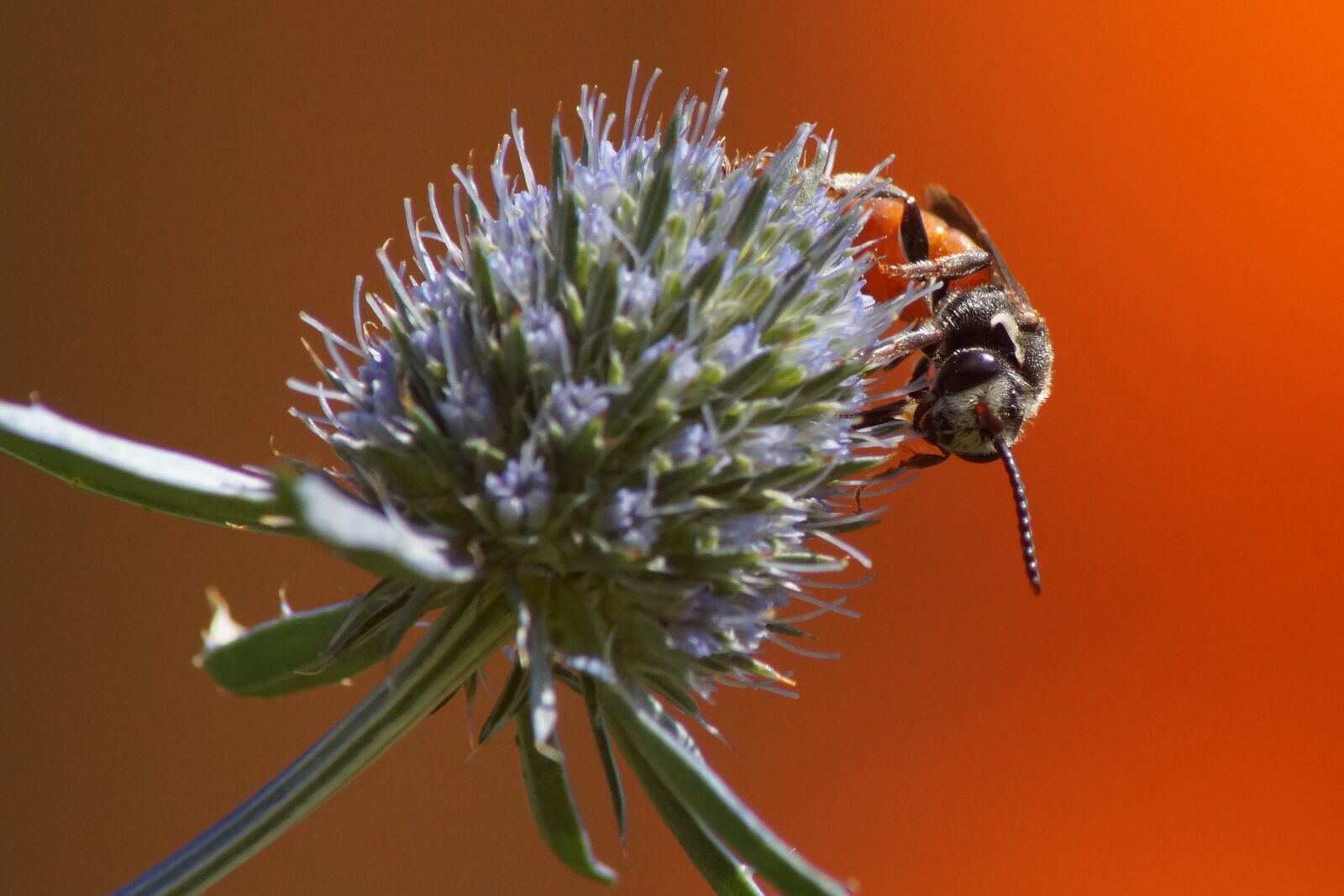 Sony SLT-A58 sample photo. Blood bee, furrow bee photography
