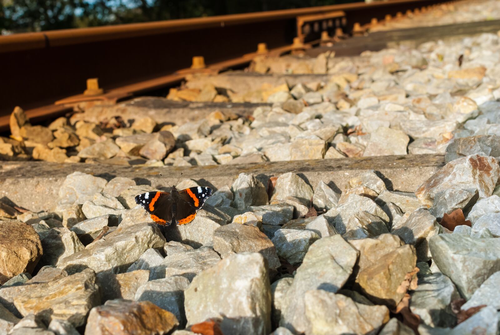 Nikon D80 sample photo. Butterfly, railway, track photography