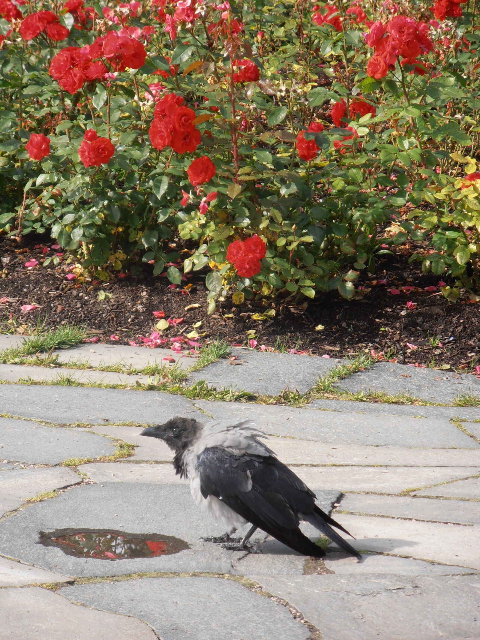 Olympus VR310,D720 sample photo. Crow, rose, flowers photography
