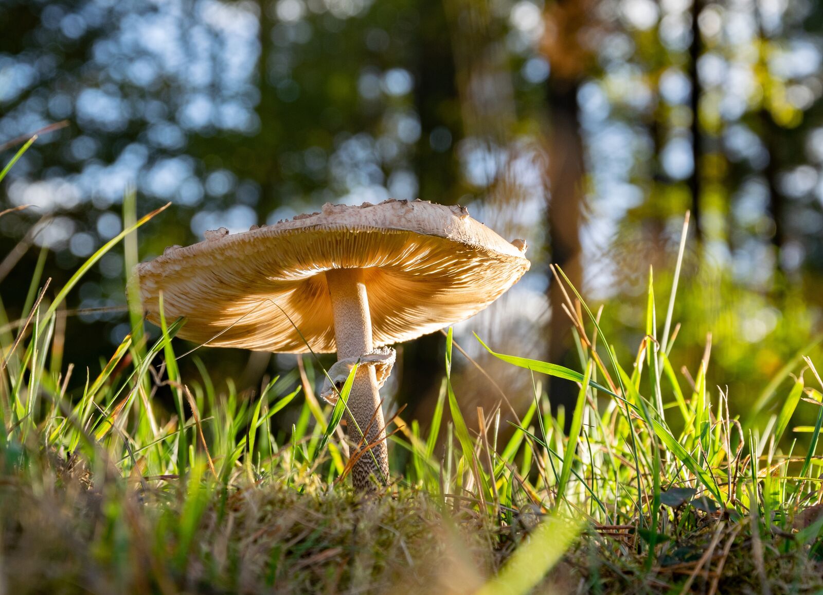 Nikon D5300 sample photo. Mushroom, meadow, forest floor photography