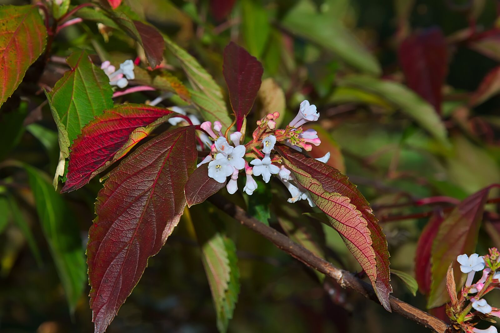 Nikon D3300 sample photo. Blossom, bloom, white photography